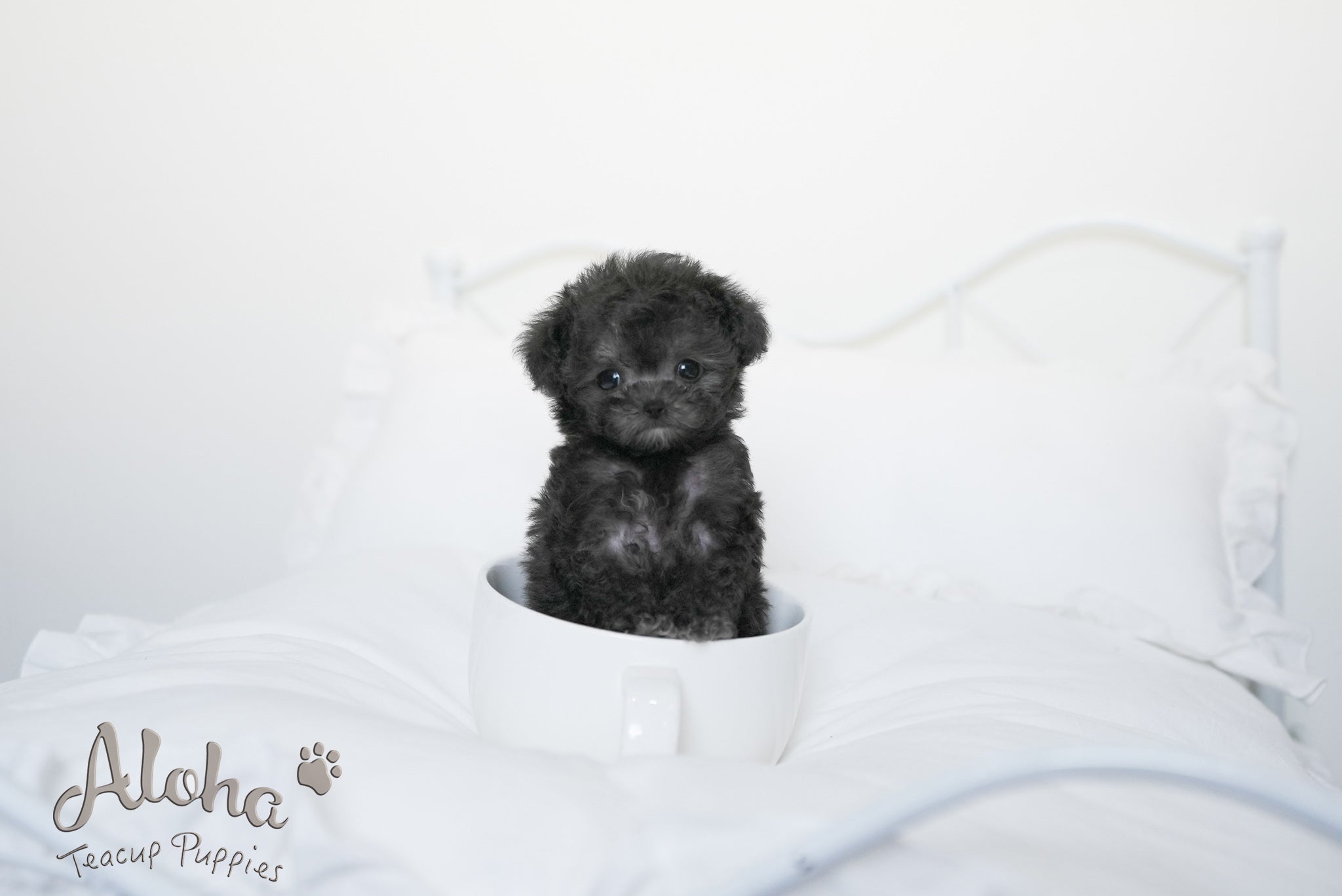 Odin [TEACUP POODLE]