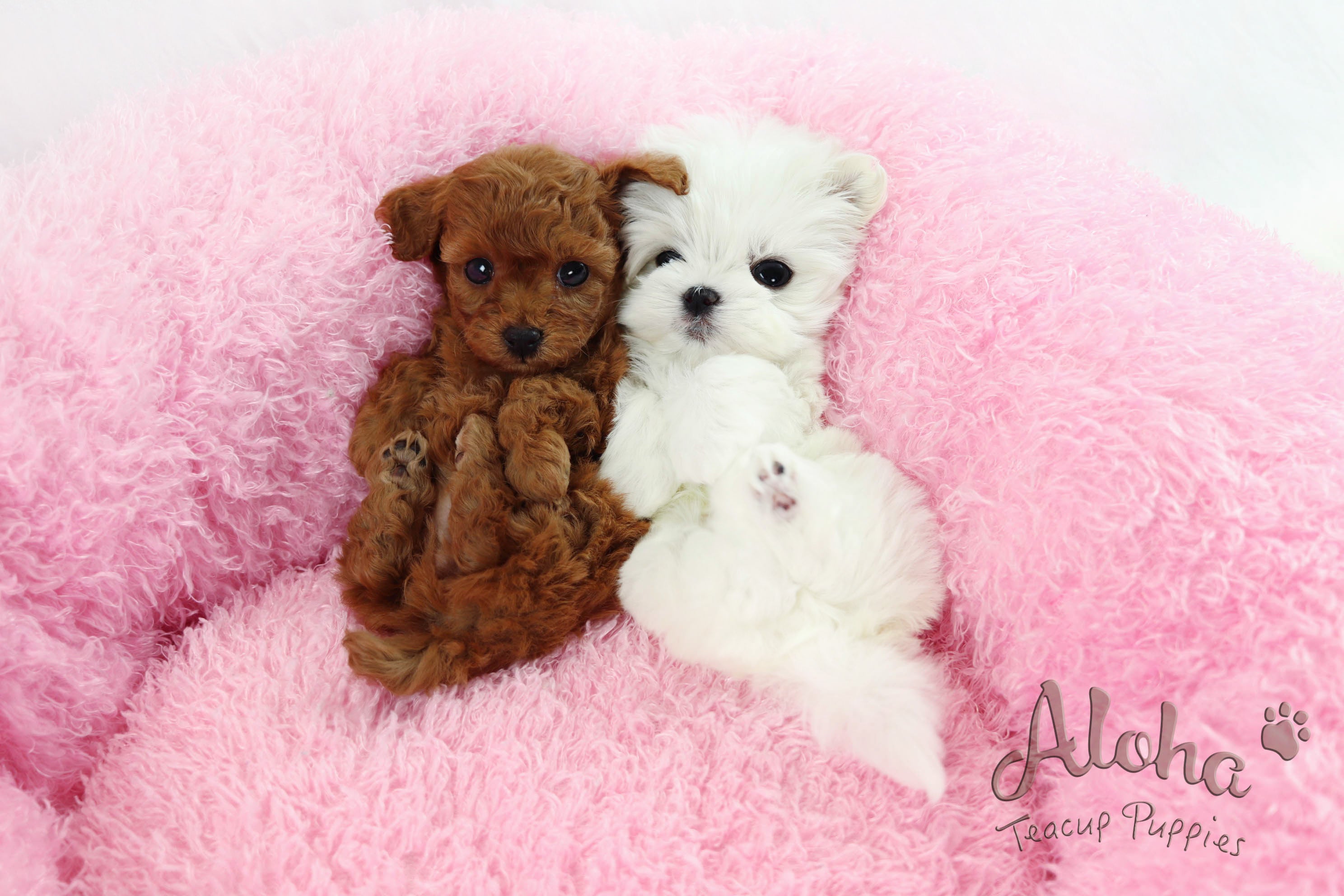 Sold to Tisha, Cappuccino [Teacup Poodle]