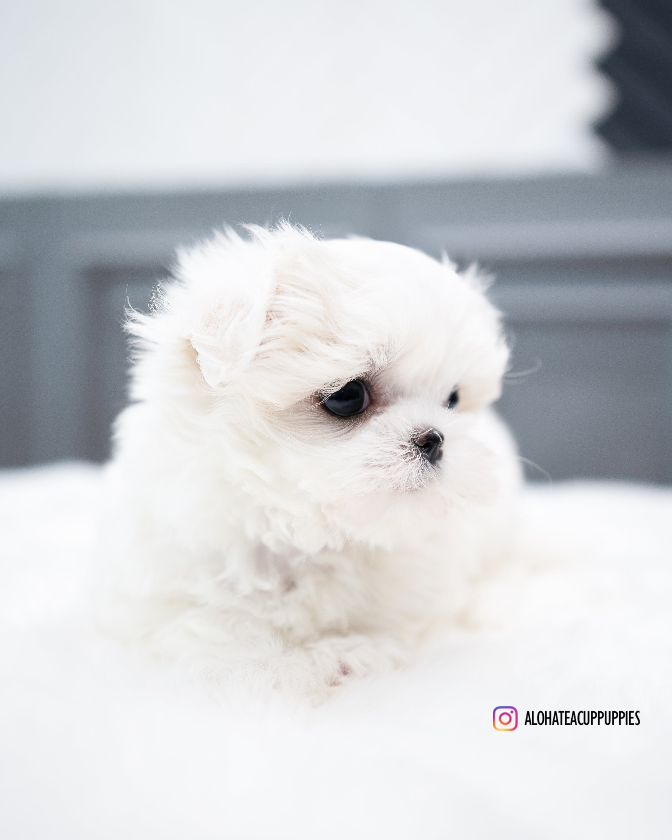 Covy [TEACUP MALTESE]