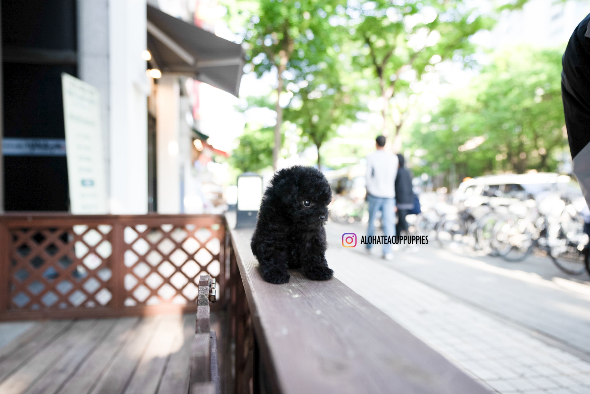 Jorro [TEACUP POODLE]