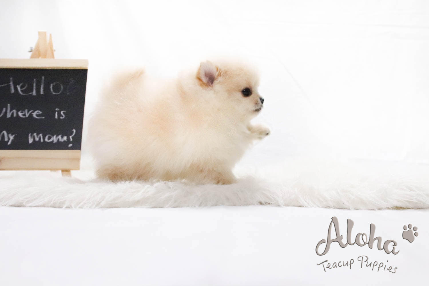Sold to Jocelyn, ELLA - [Teacup Pomeranian]