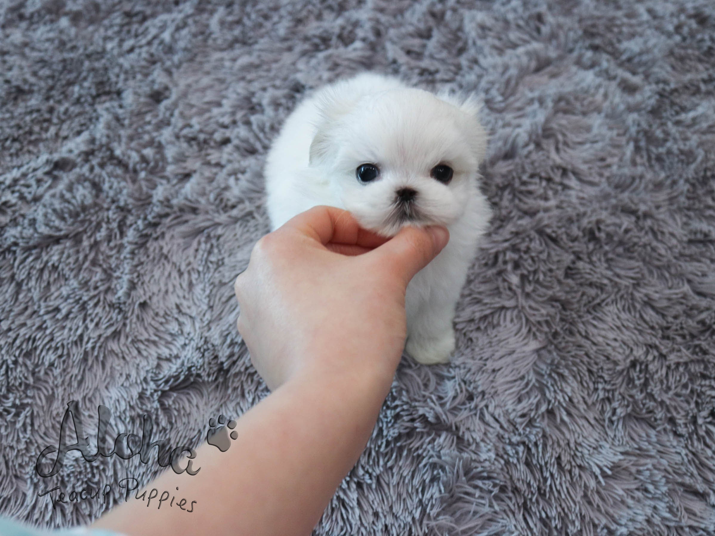 RUDY [TEACUP MALTESE]