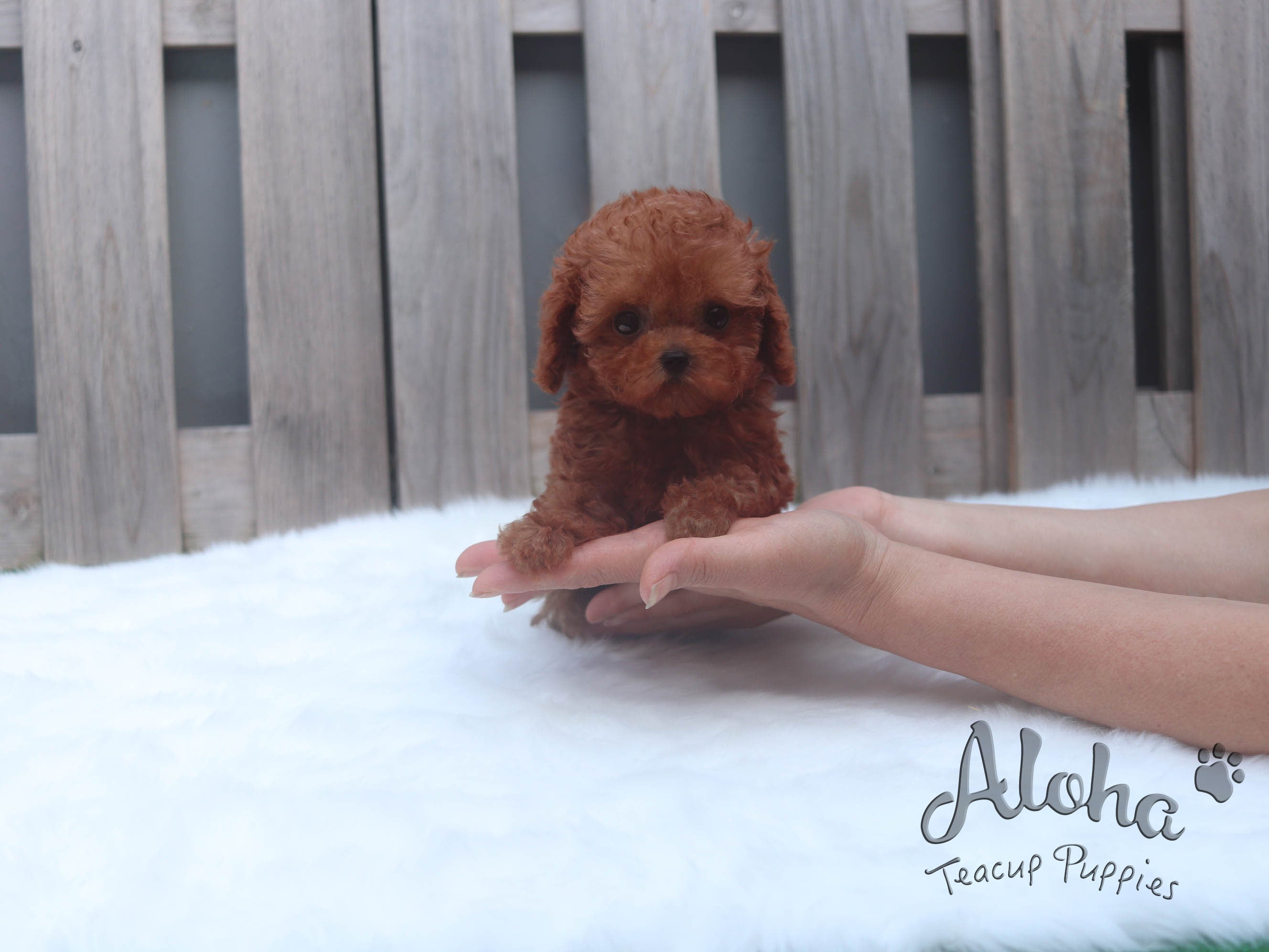 Sold to Vihita, JERRY [TEACUP POODLE]