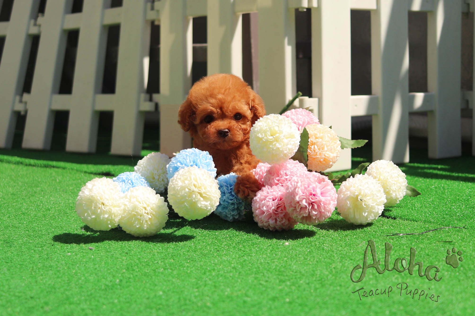 Sold to Sonia, Bambi [Teacup Poodle]