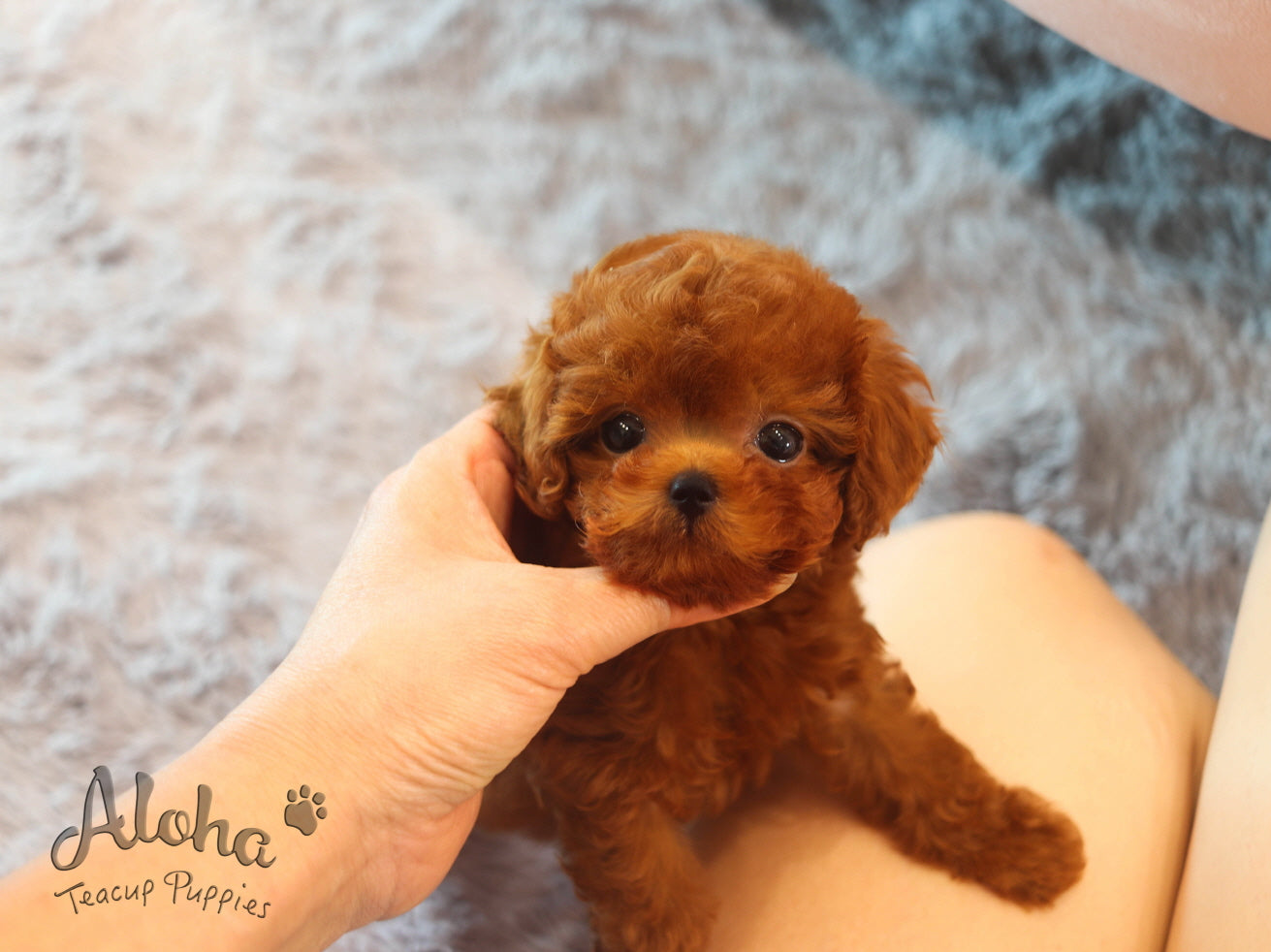 Ferrari [TEACUP MALTIPOO]