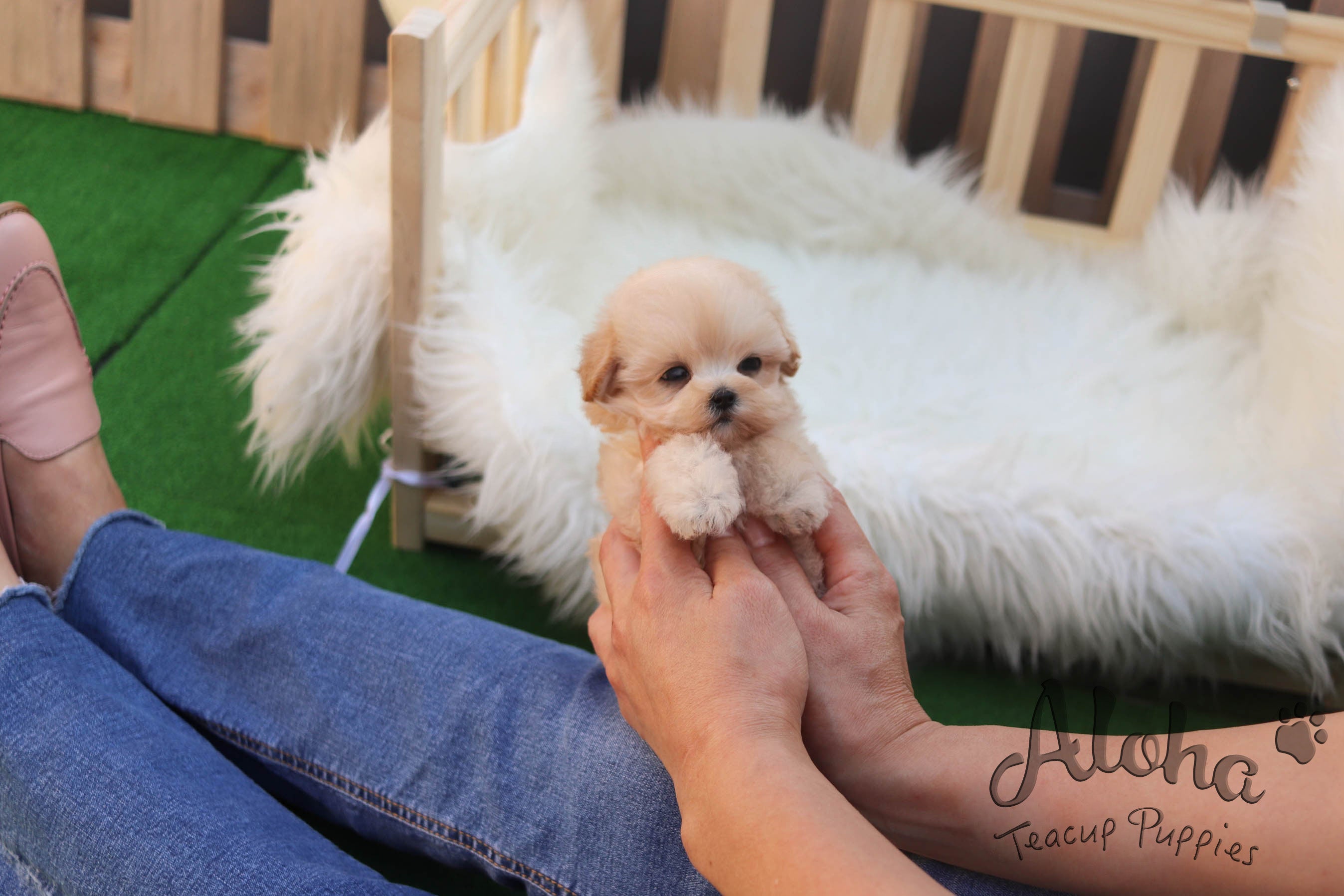 DANA [TEACUP MALTIPOO]