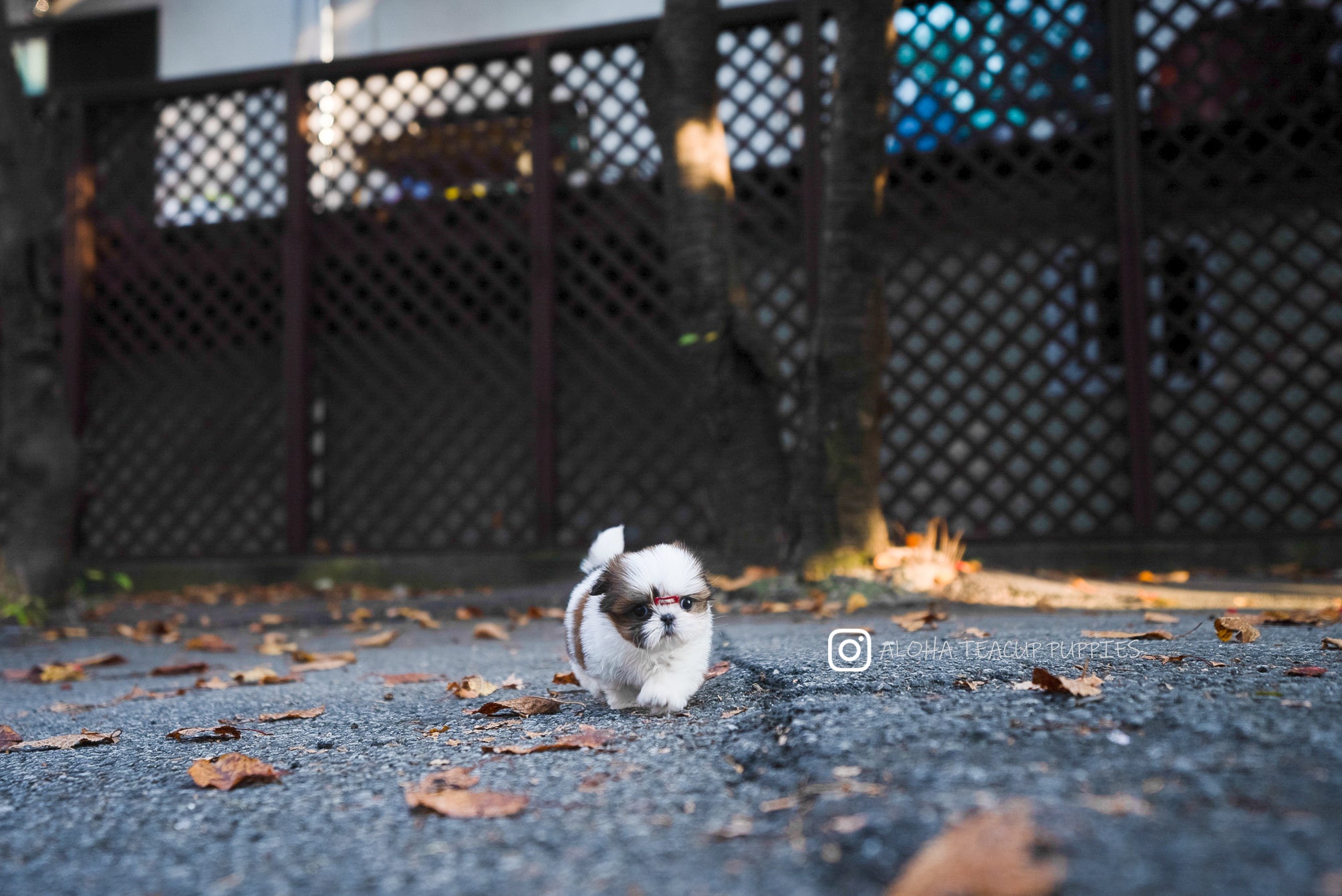 Maya [TEACUP SHIHTZU]