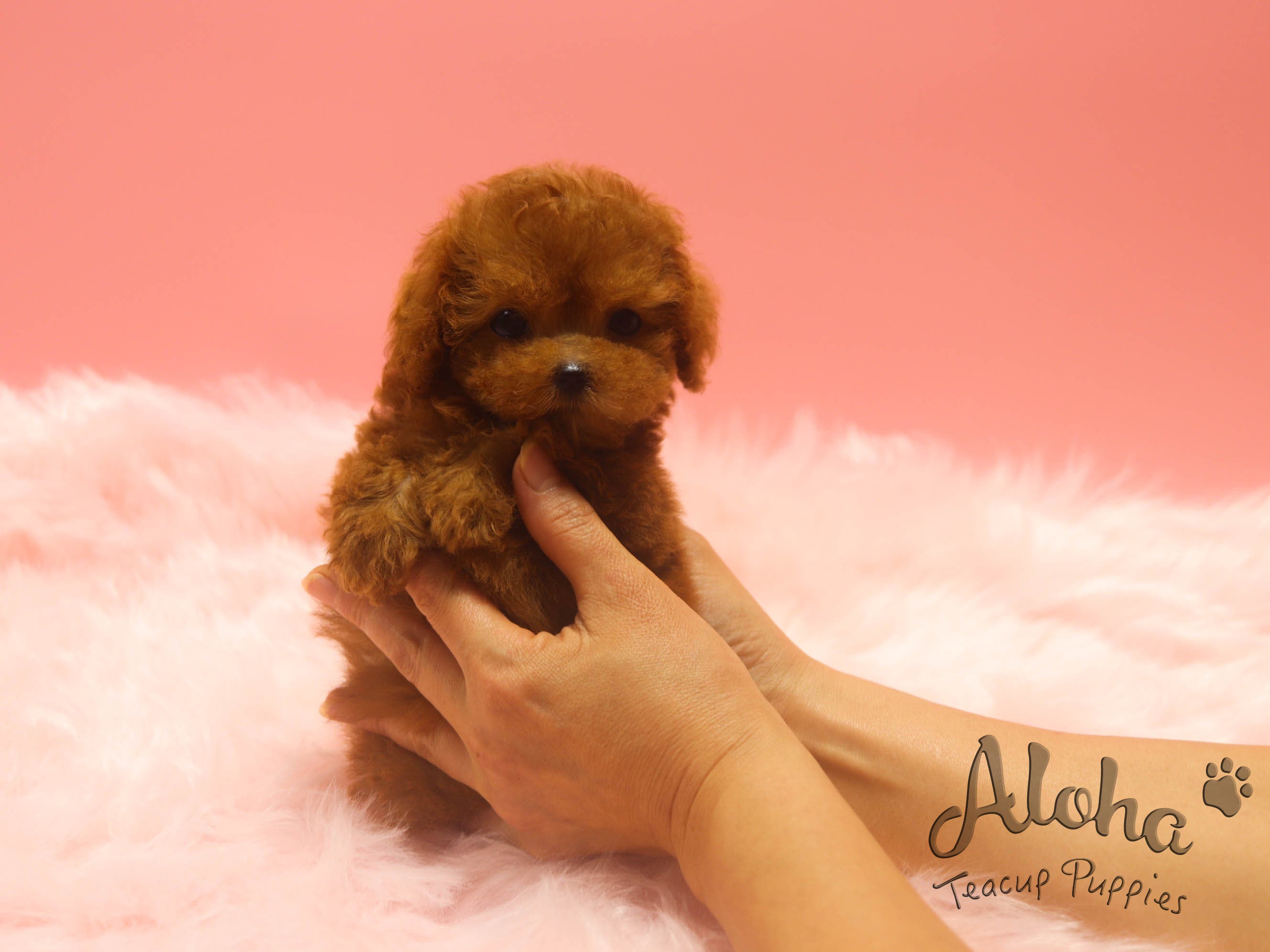 Kona [TEACUP POODLE]