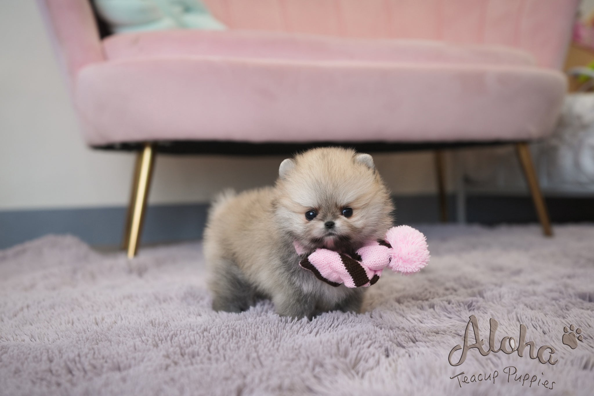 Benji [TEACUP POMERANIAN]