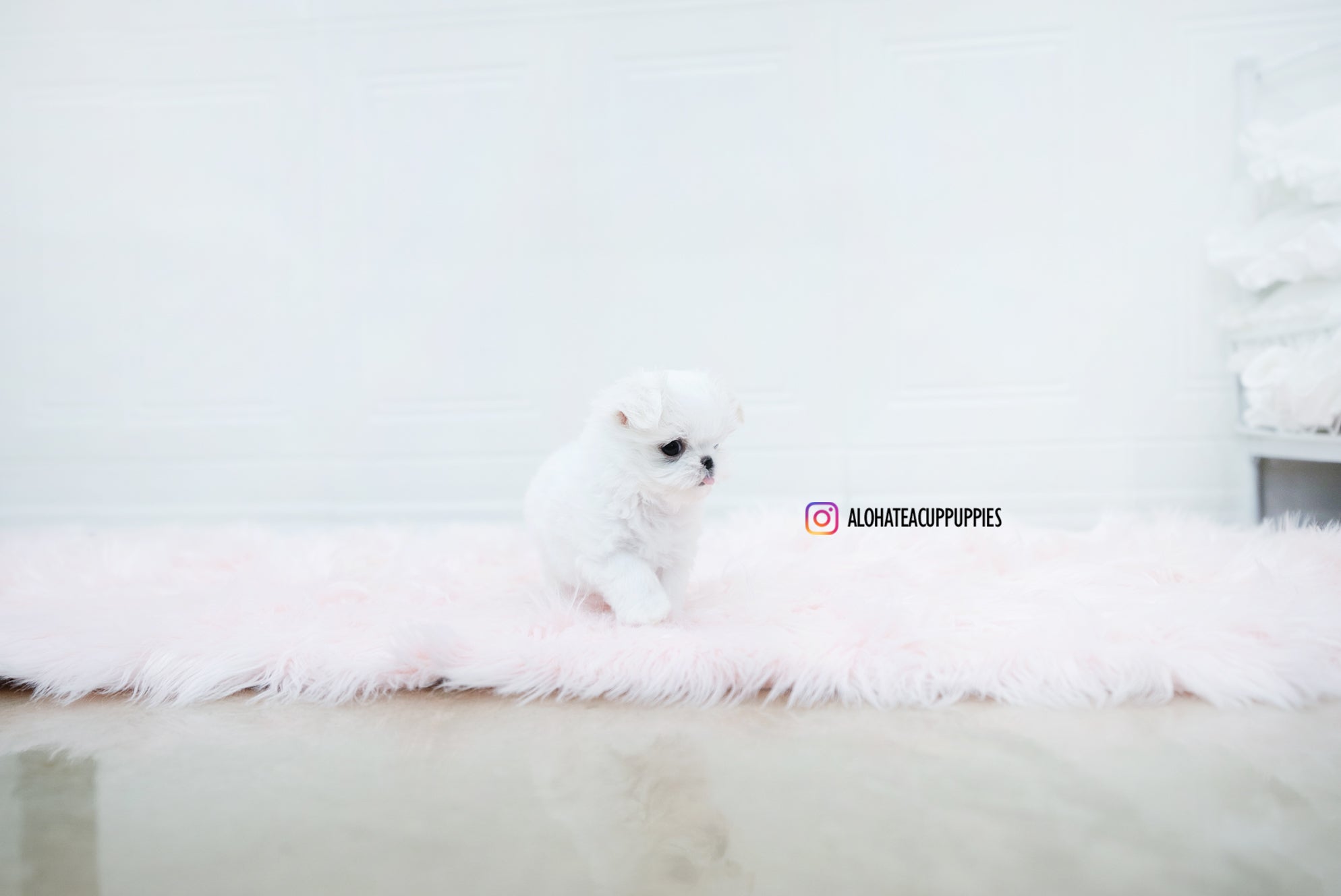 Aurora [TEACUP MALTESE]