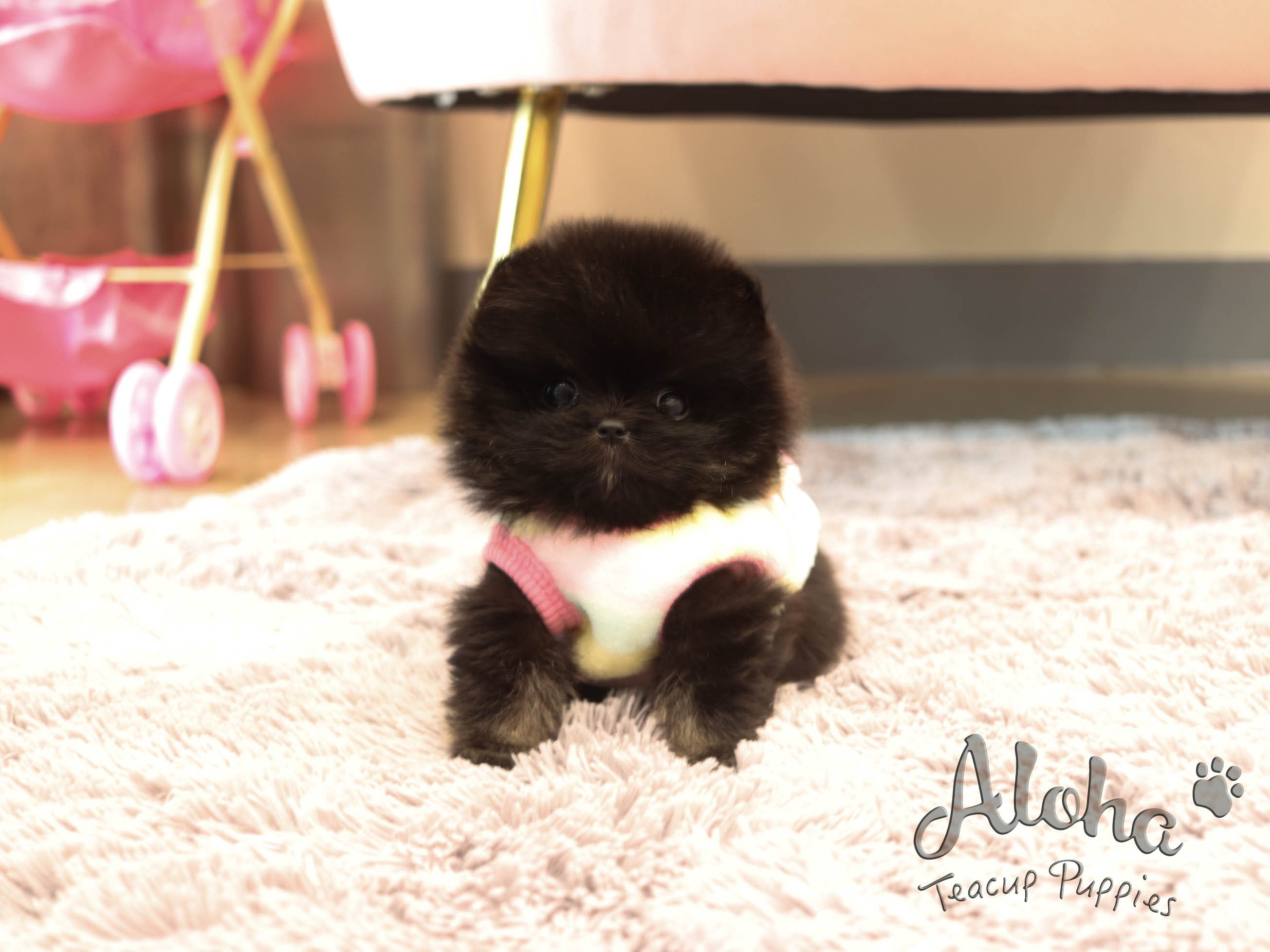 Atom [TEACUP POMERANIAN]