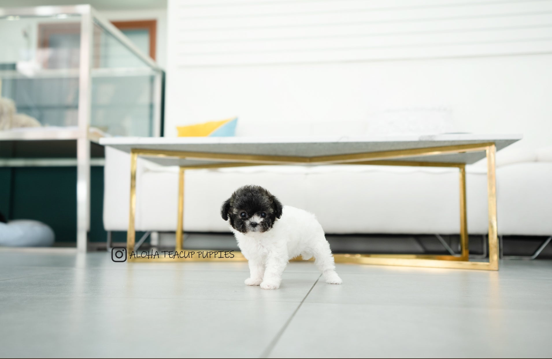 Donna [TEACUP POODLE]