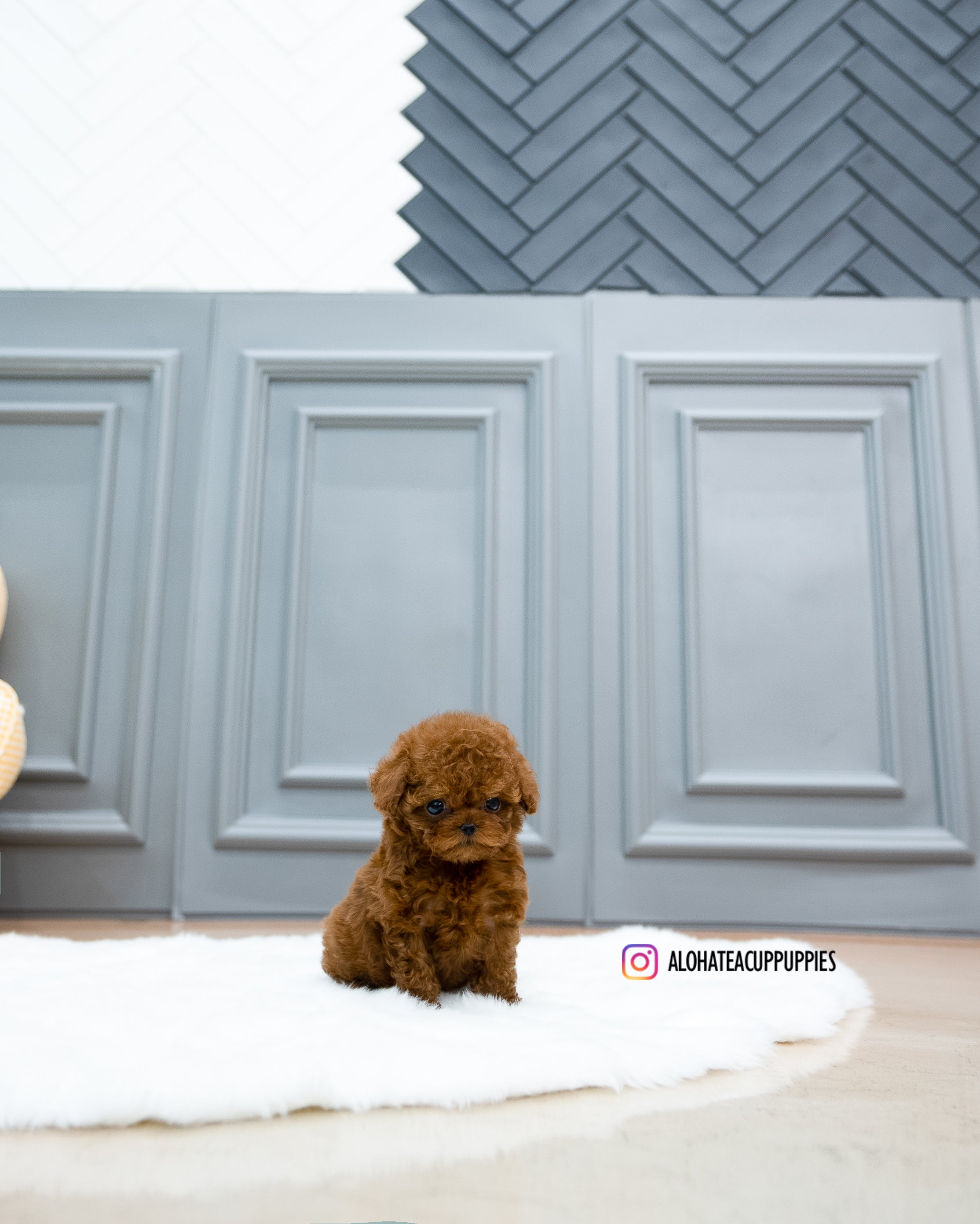 Manon [TEACUP POODLE]