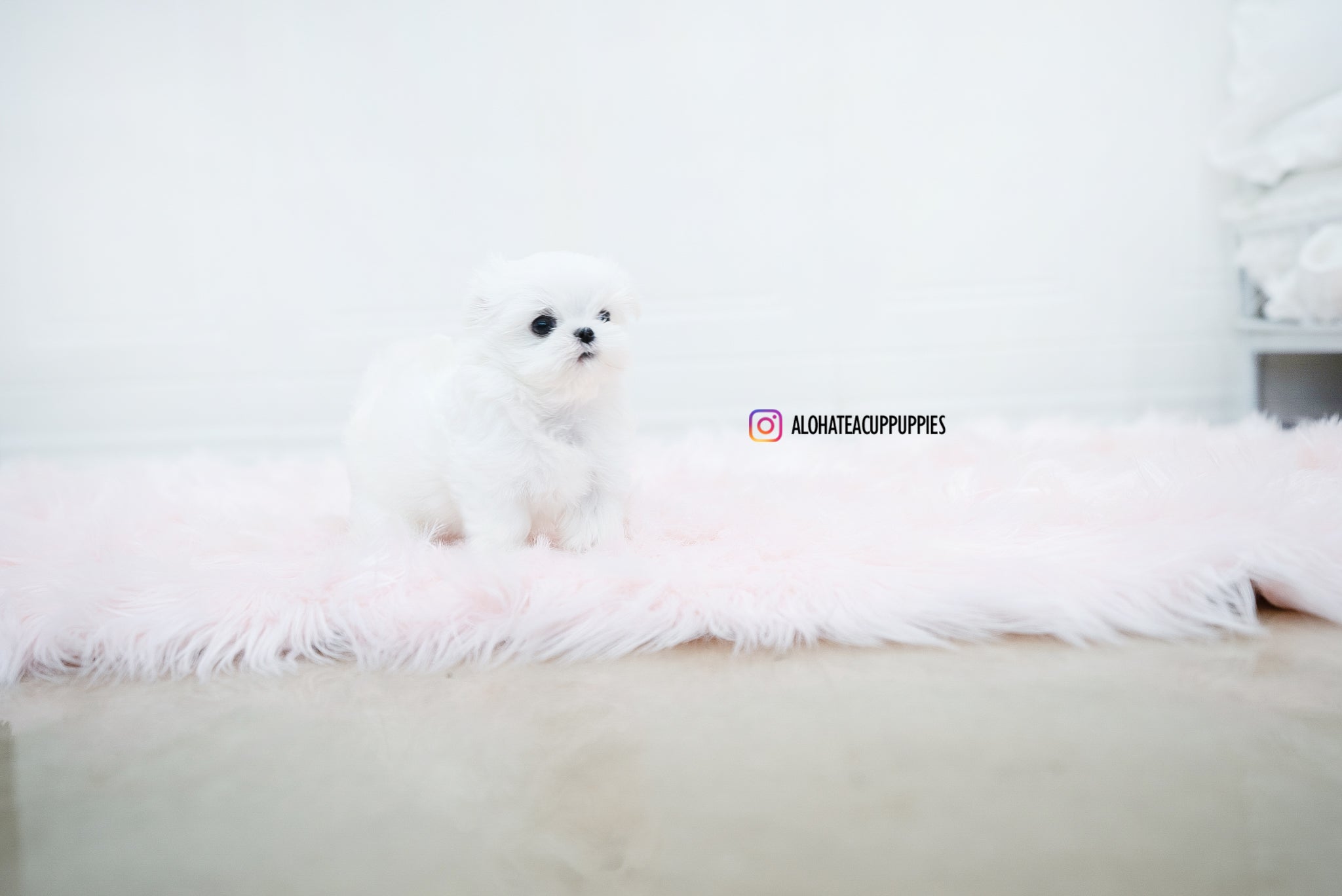 Noah [TEACUP MALTESE]