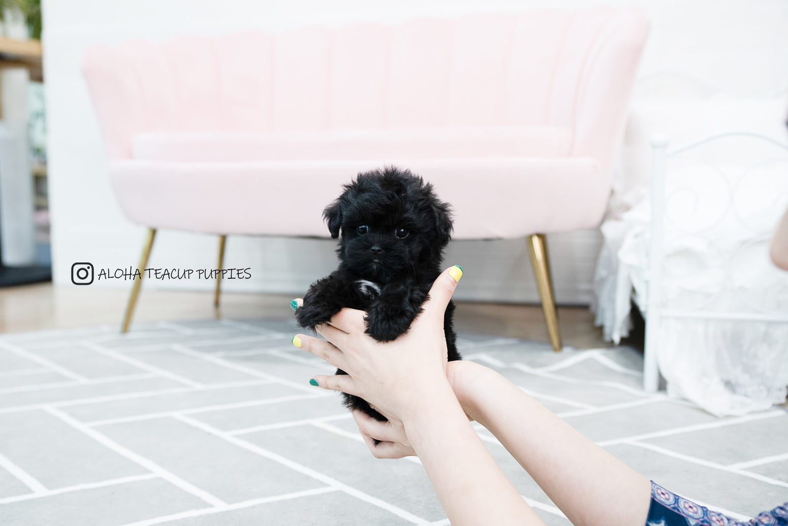 Tarry [TEACUP MALTIPOO]