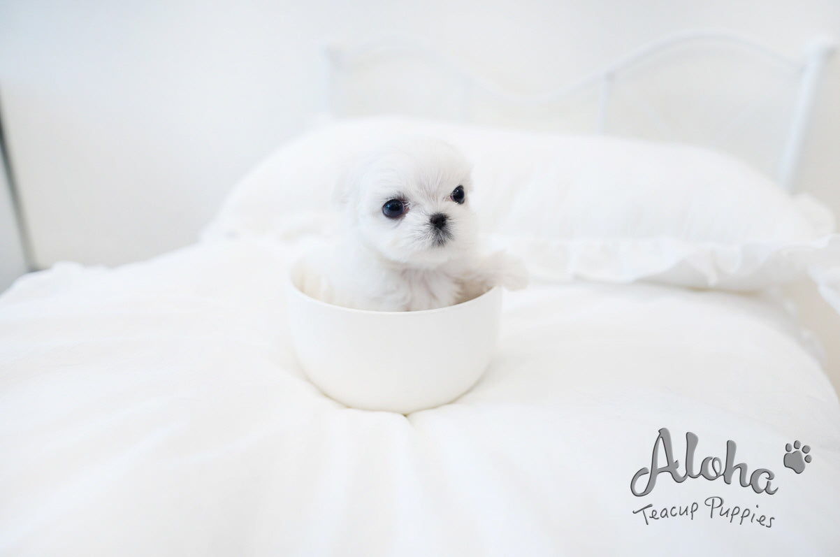 Dove [TEACUP MALTESE]