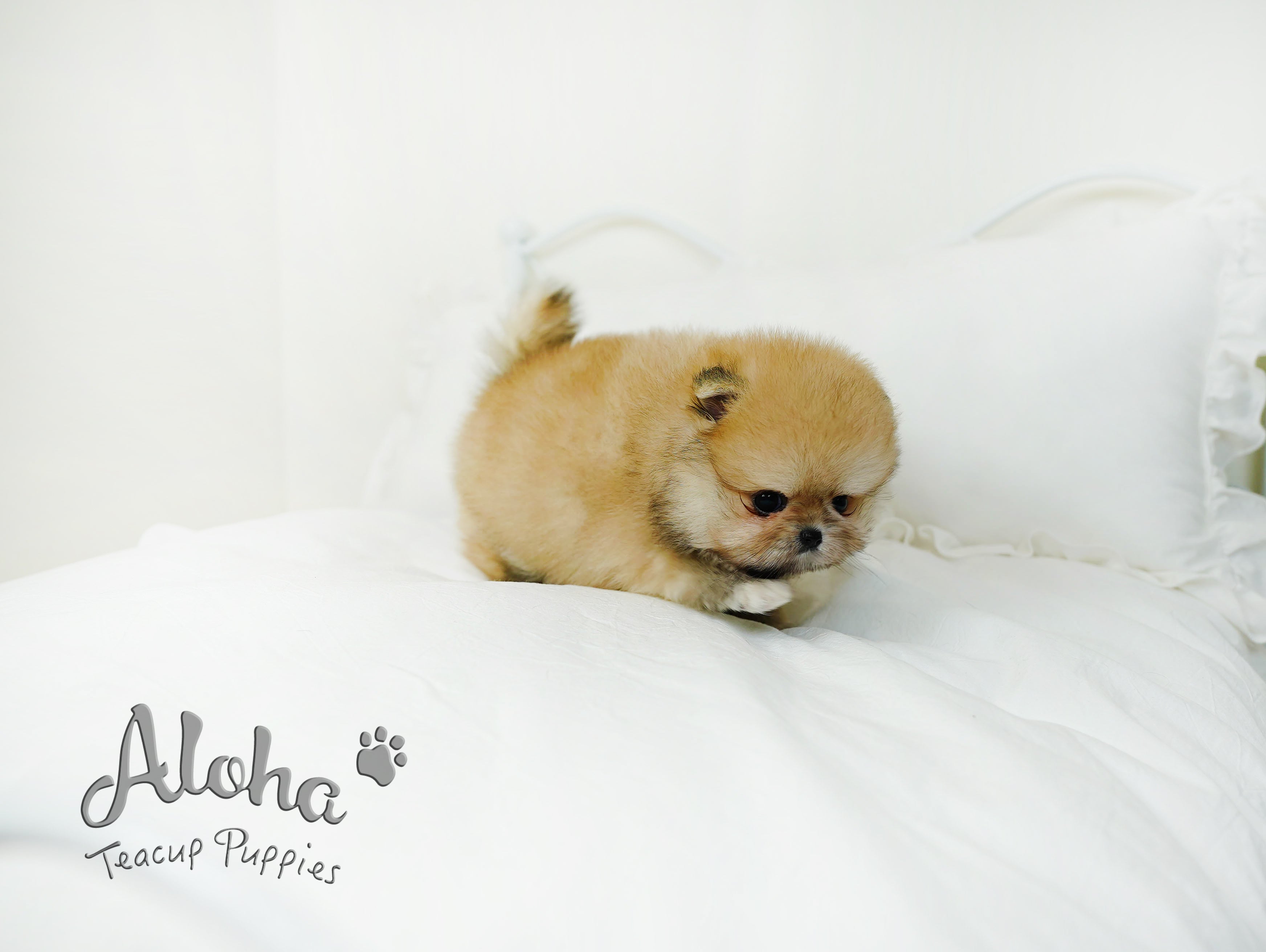 Brownie [TEACUP POMERANIAN]