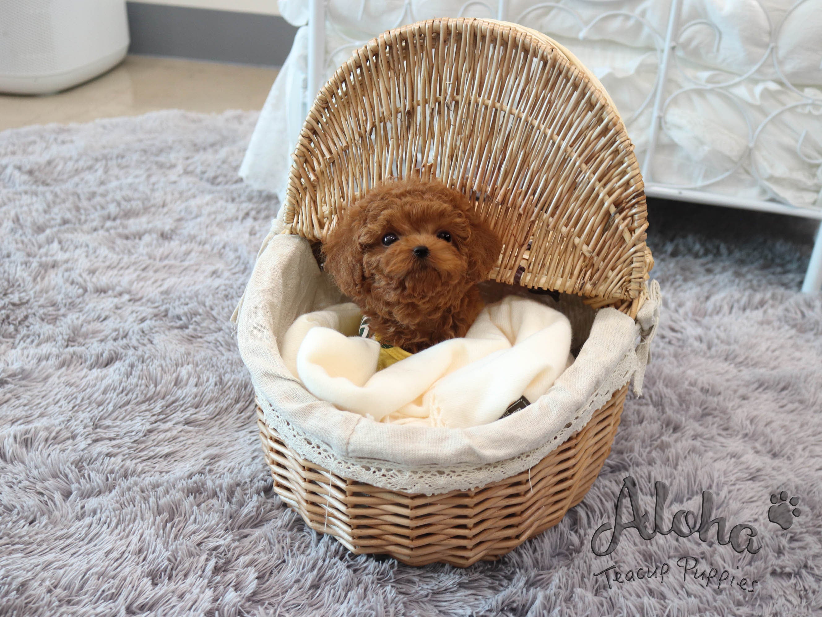 Hani [TEACUP POODLE]