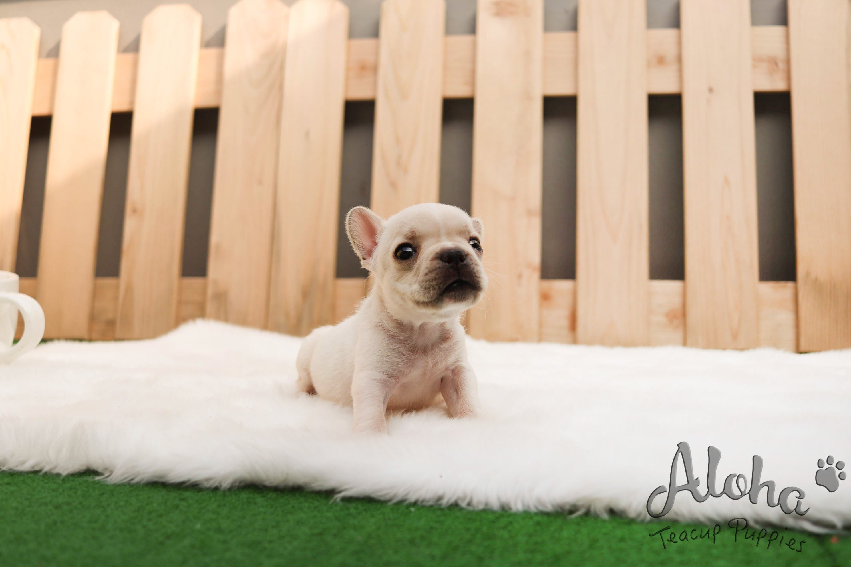 Sold to Ulloa, Sugar [TEACUP FRENCH]