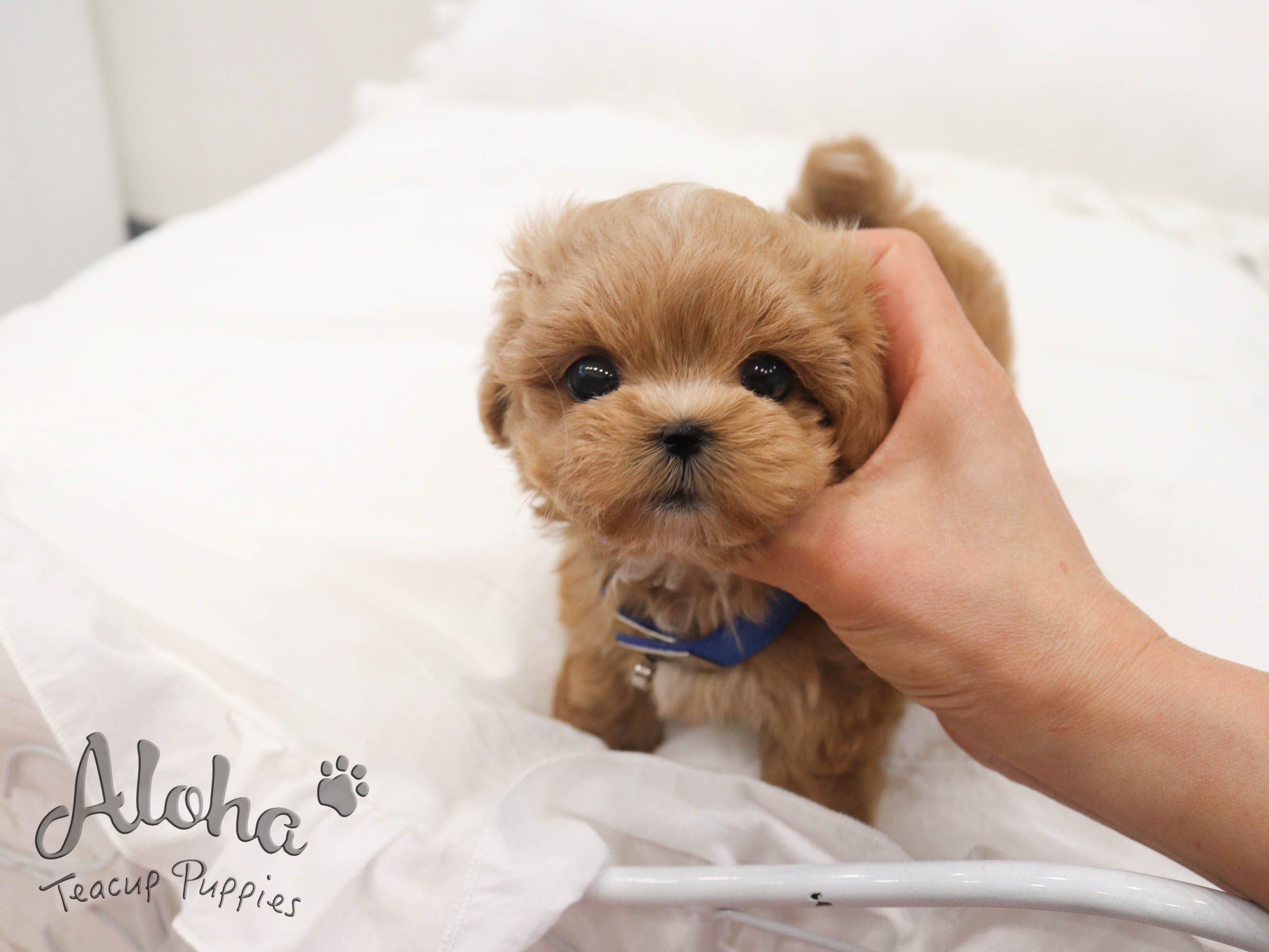 MOCHA [TEACUP MALTIPOO]