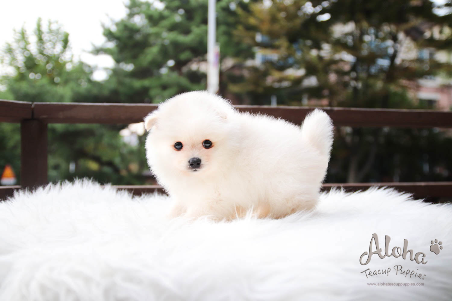 Kiko - [Pomeranian] - Sold to Shirin Lak