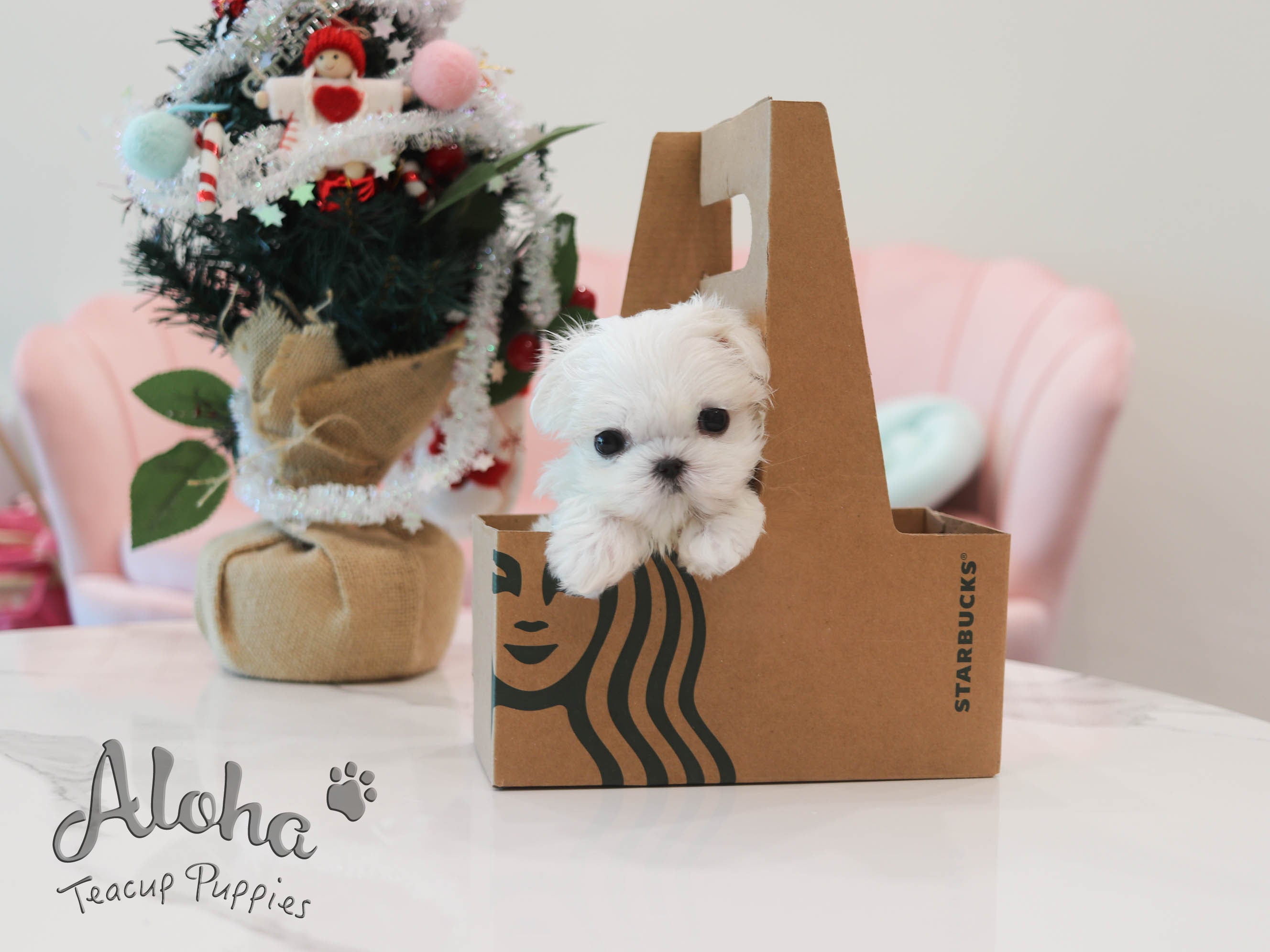 Peach [TEACUP MALTESE]