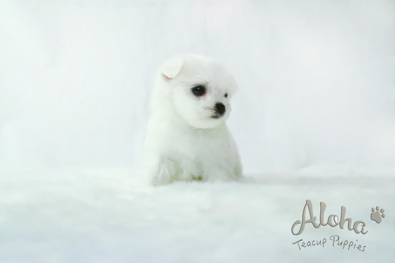 Sold to Alex, LEO - [Teacup Maltese]