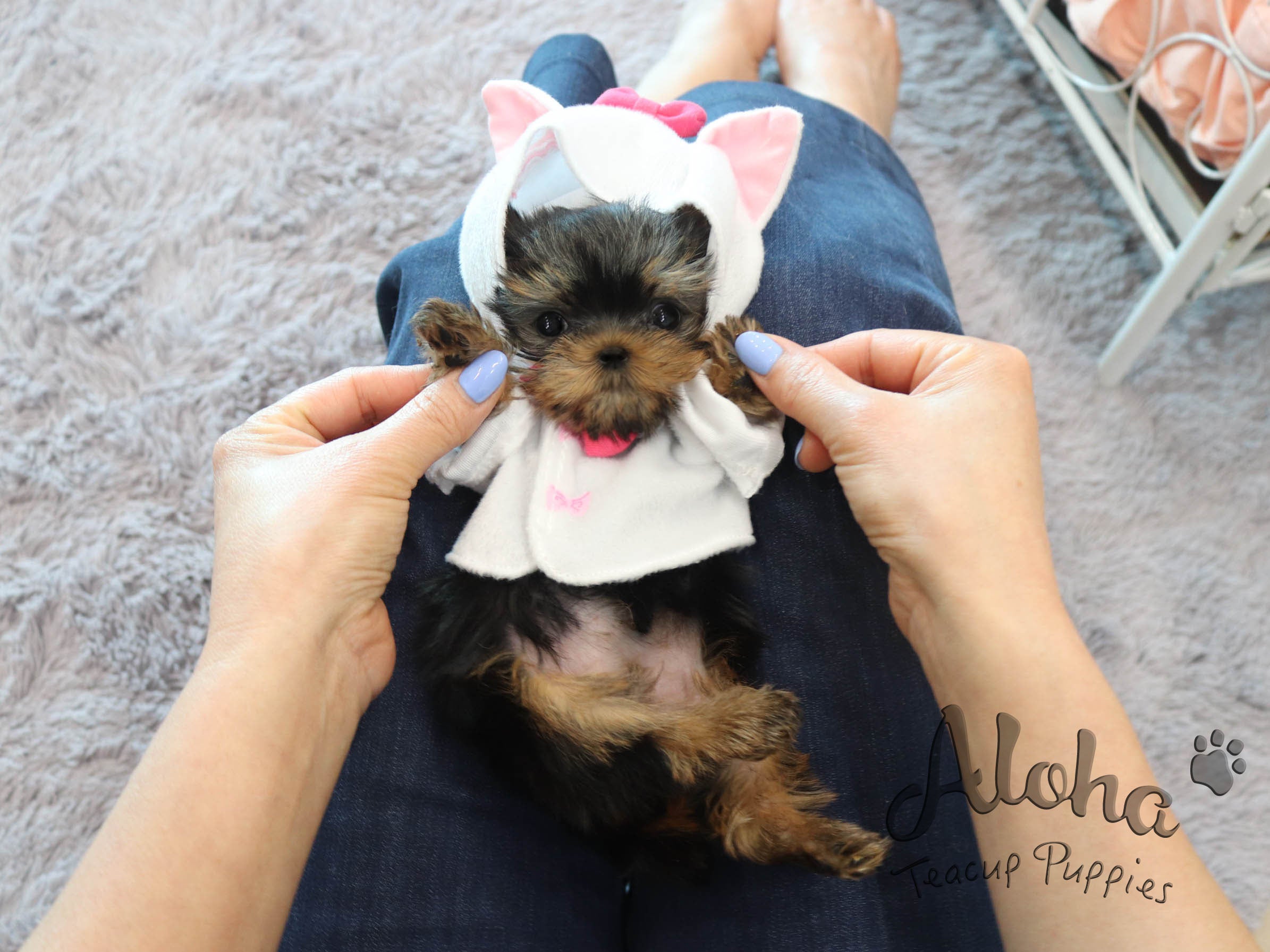 PEANUT [TEACUP YORKIE]