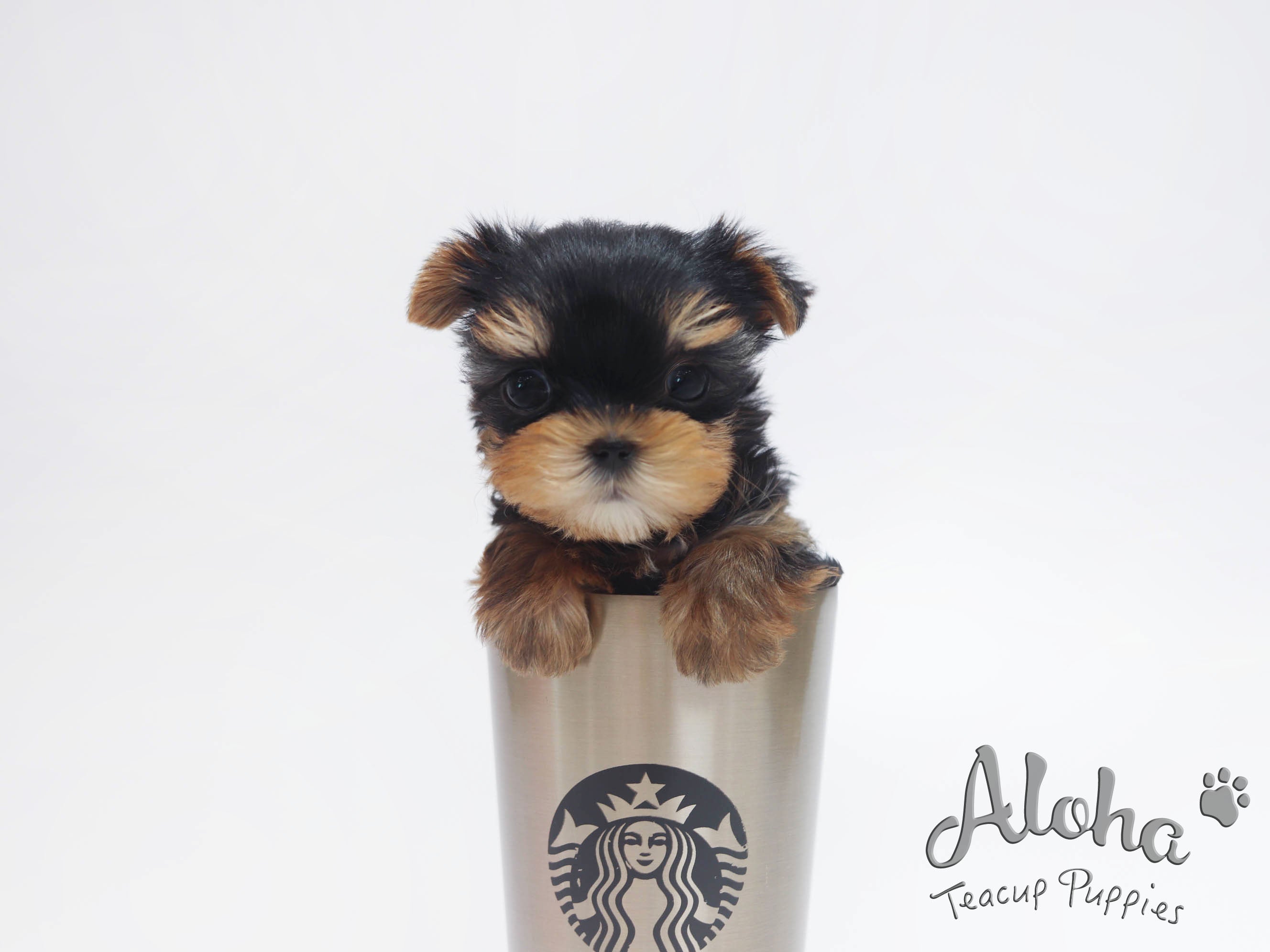 MOLLY [TEACUP YORKIE]