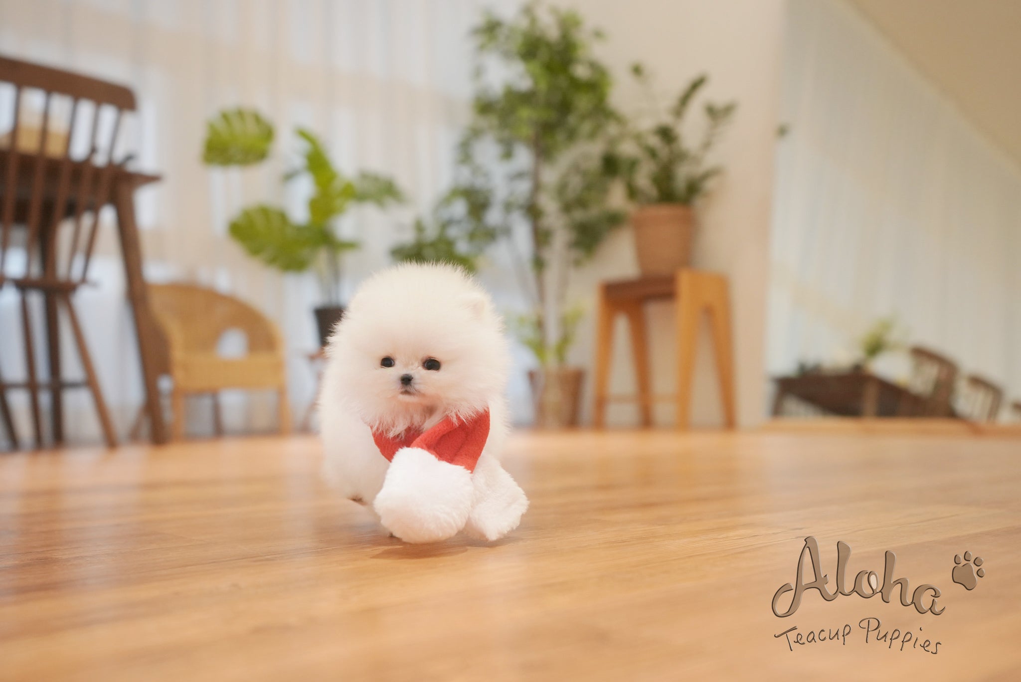 Anna [TEACUP POMERANIAN]