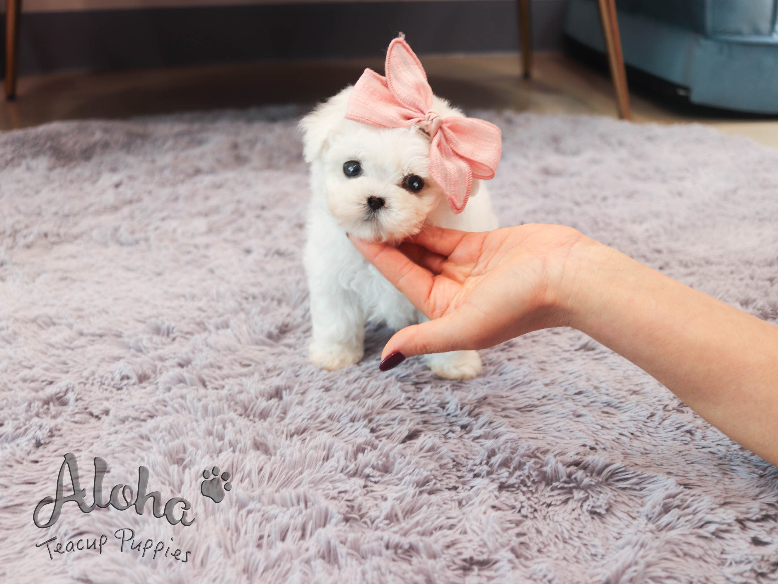 Sandy [TEACUP BICHON]