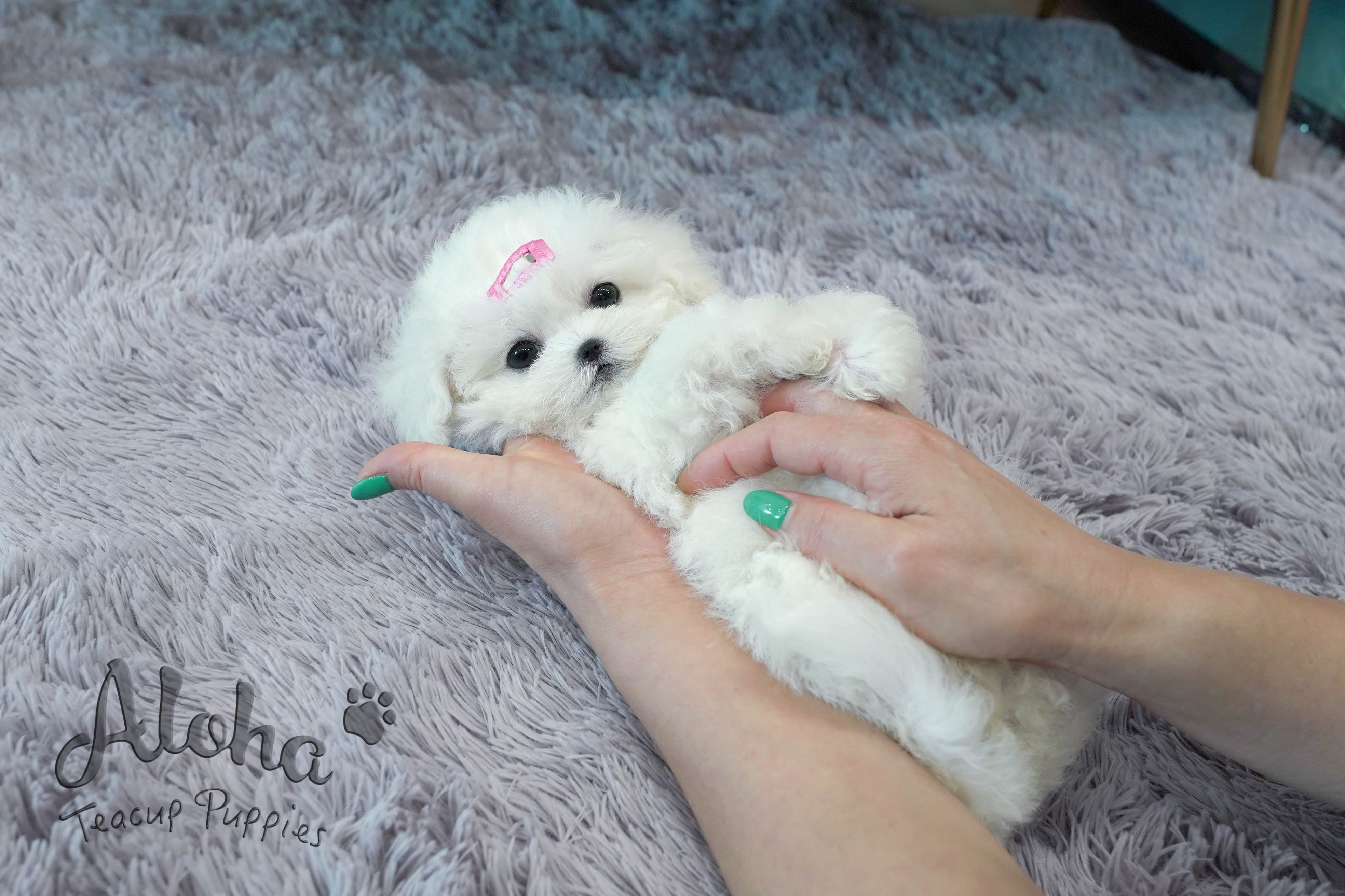 Marshmallow [TEACUP BICHON]