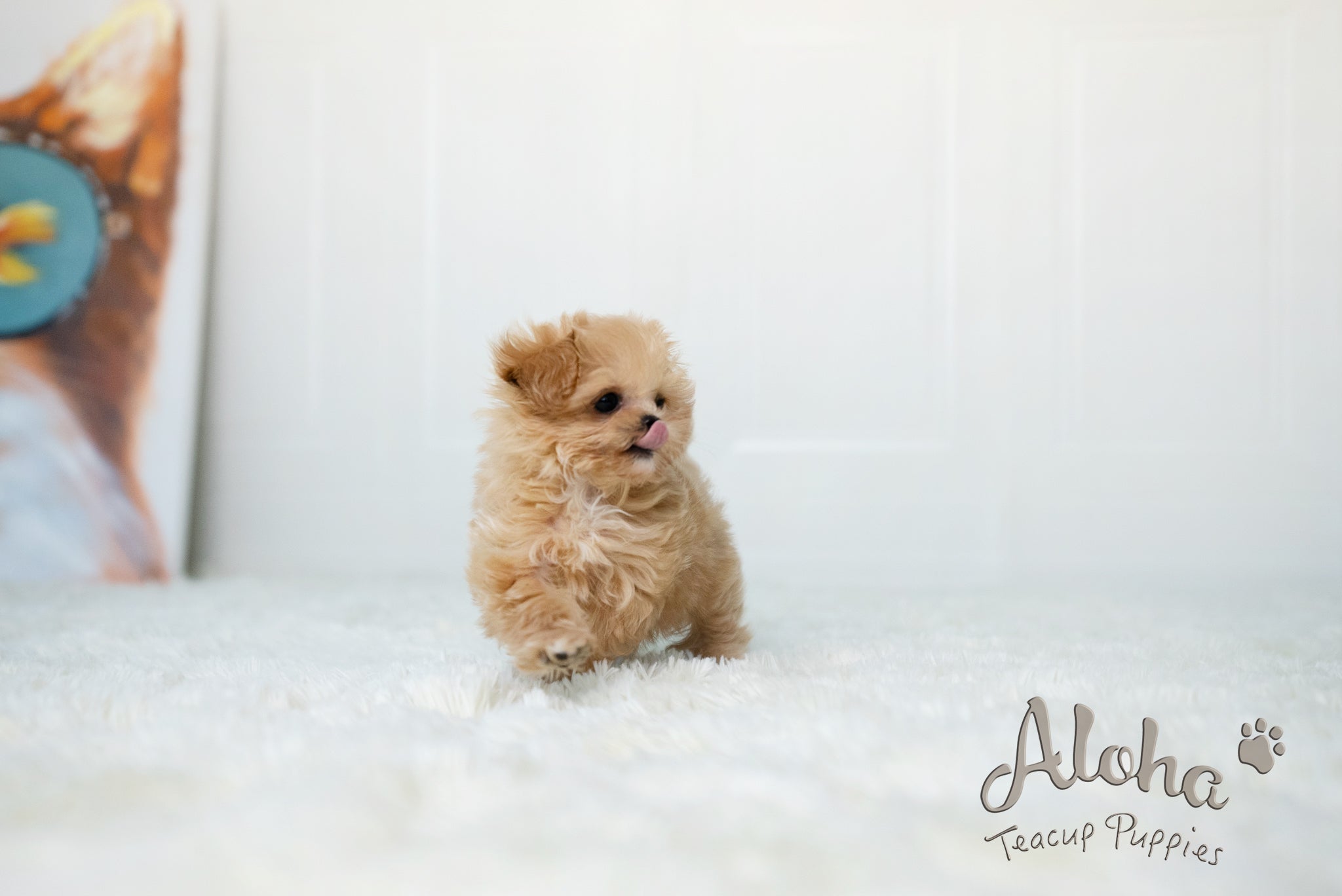 Dorothy [TEACUP MALTIPOO]