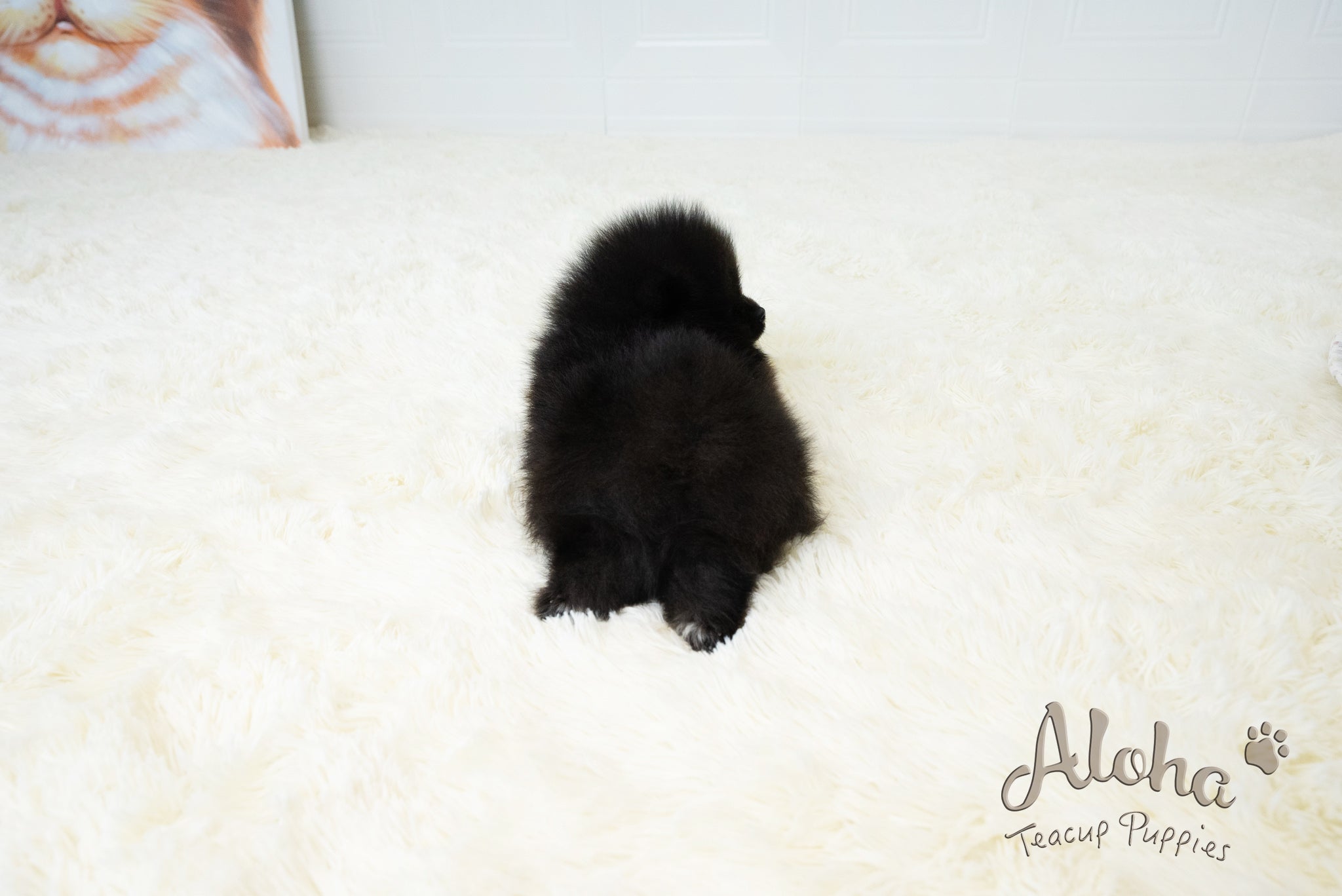 Dante [TEACUP POMERANIAN]