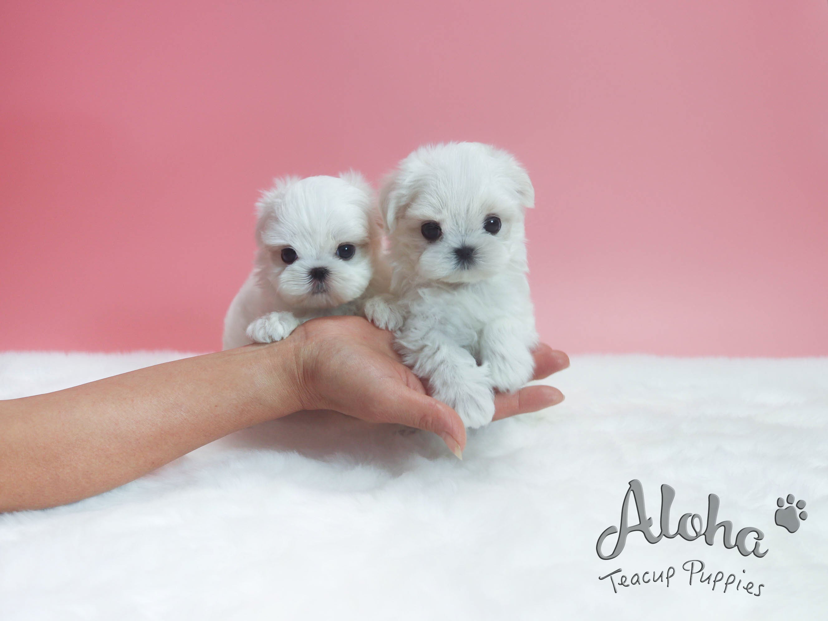Sold to Michael, Bonnie [TEACUP MALTESE]