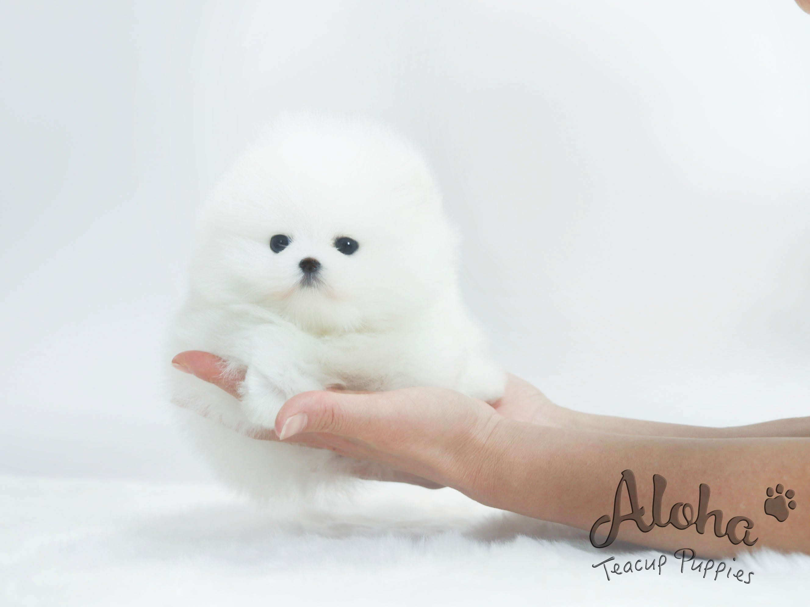 Chloe [TEACUP POMERANIAN]