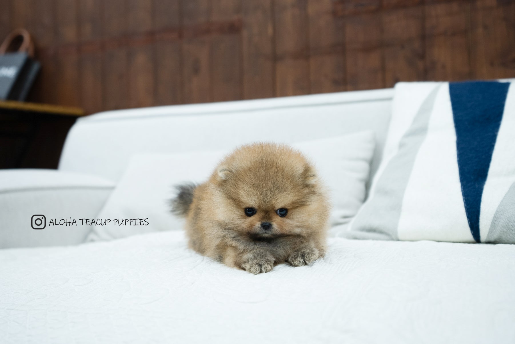 Diego [TEACUP POMERANIAN]