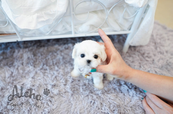 Lily [TEACUP MALTESE]