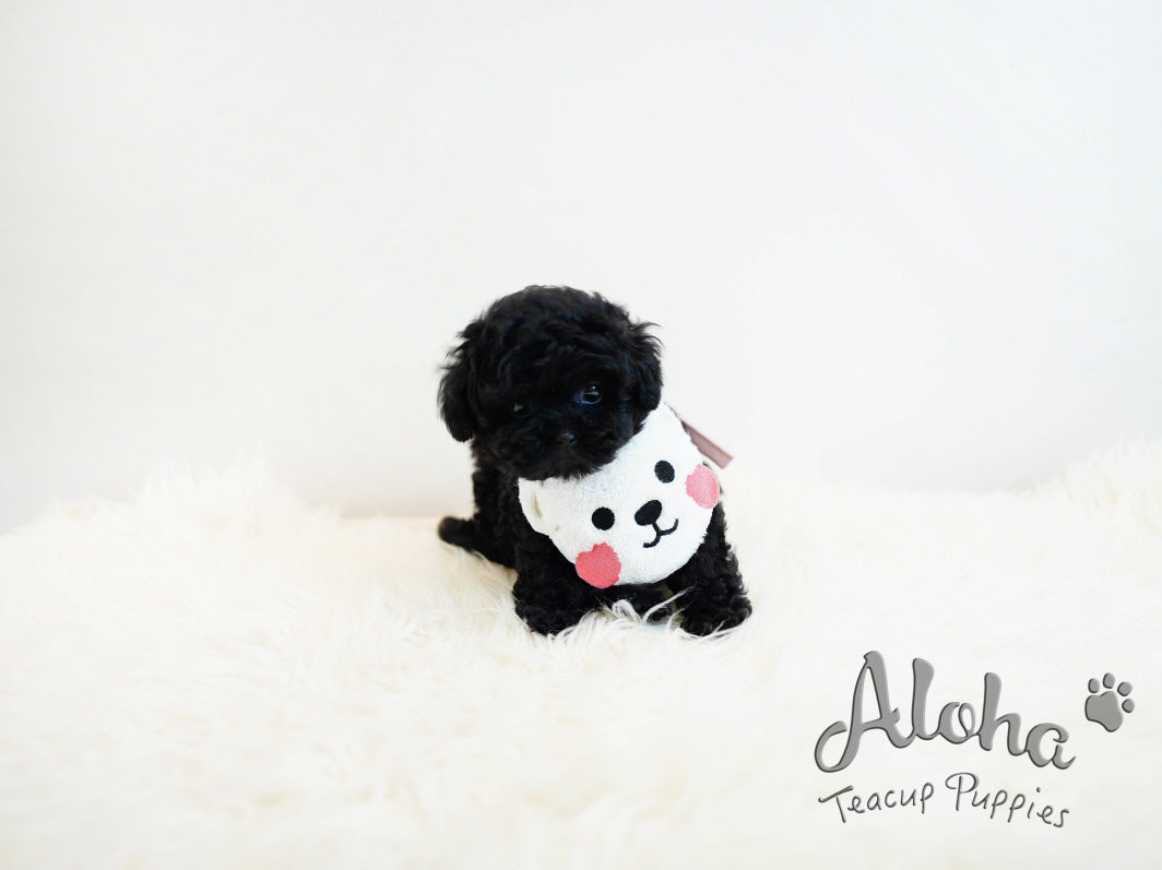 Pony [TEACUP POODLE]