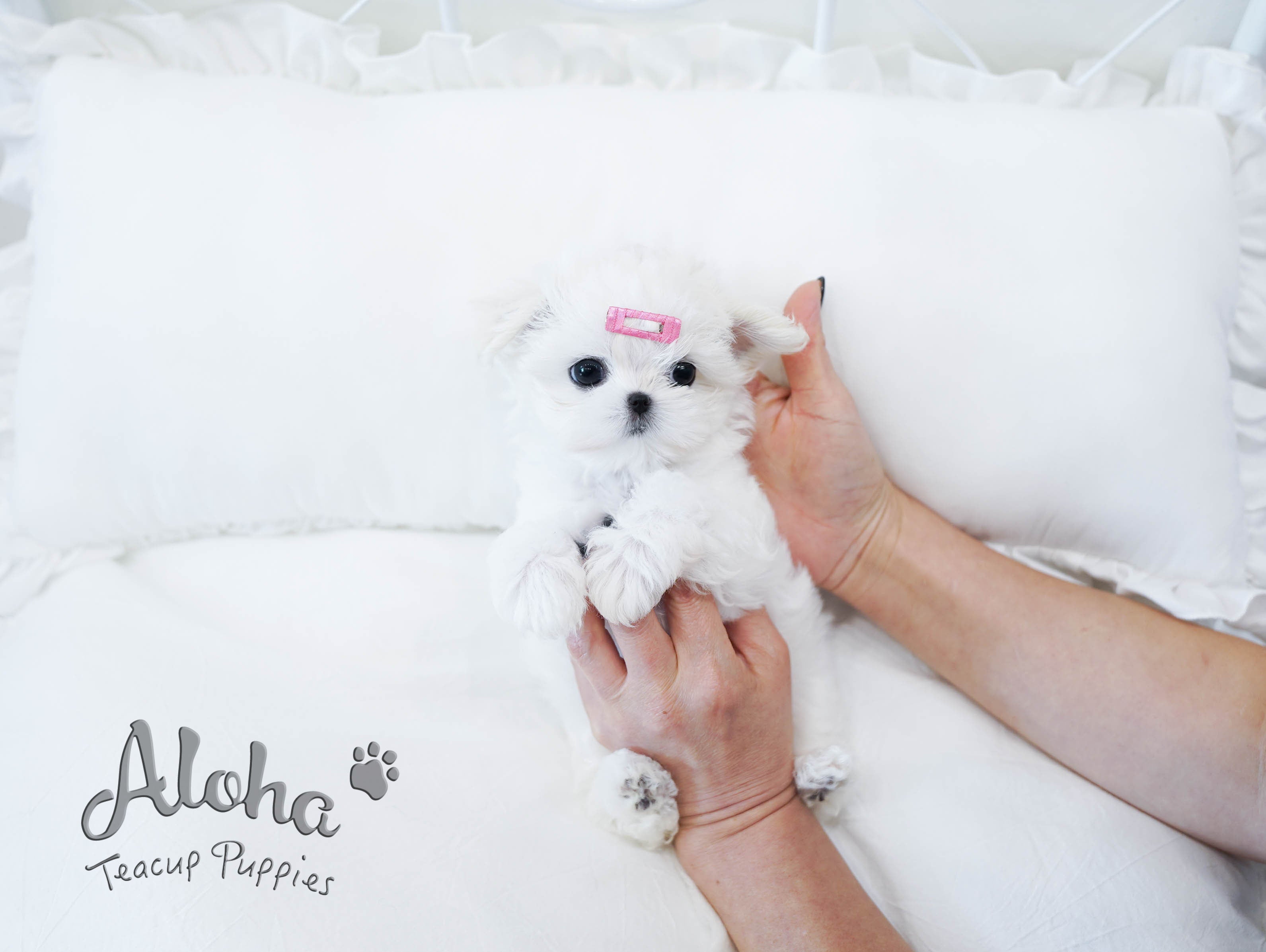 Woody [TEACUP MALTESE]