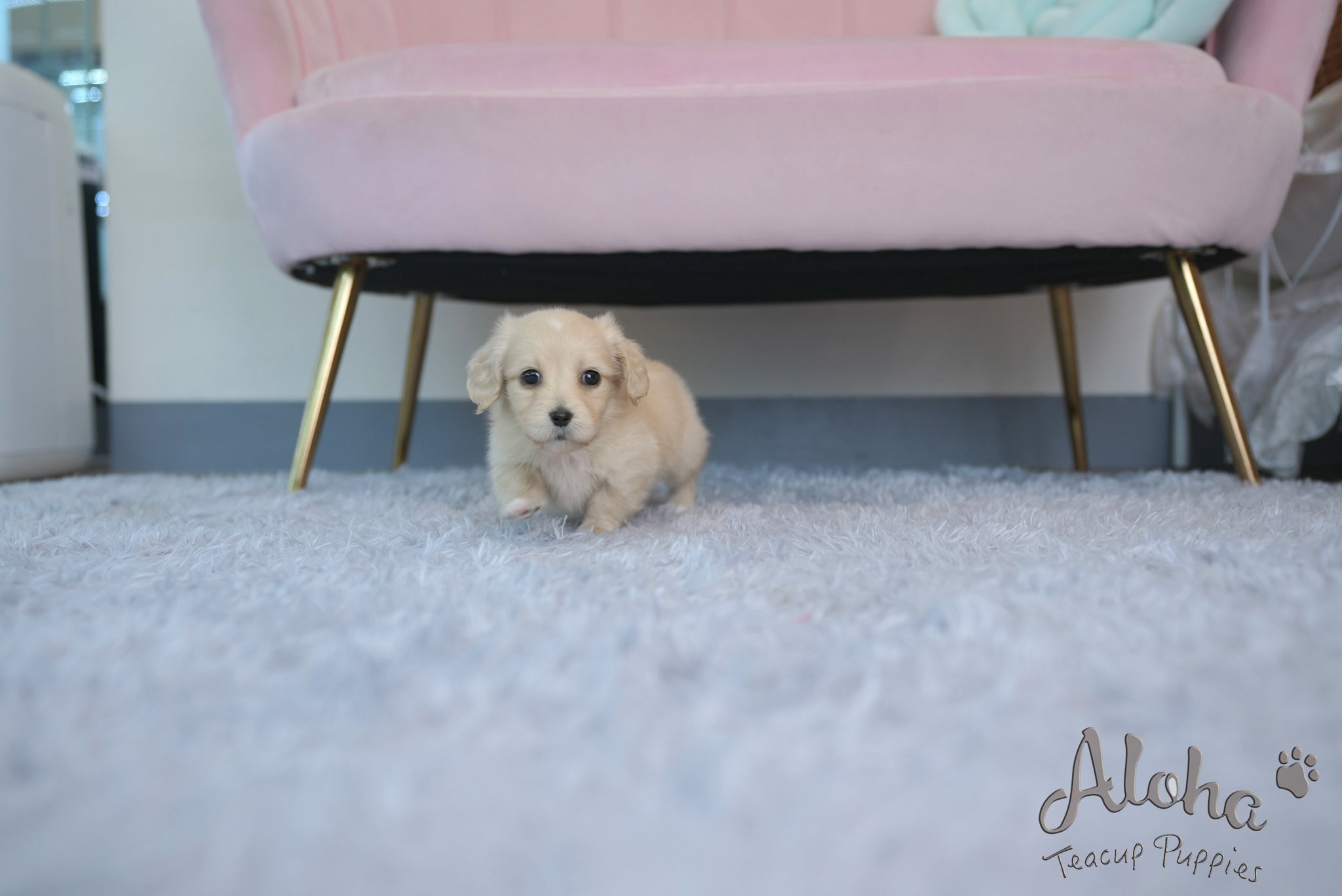 Ariel [TEACUP DACHSHUND]