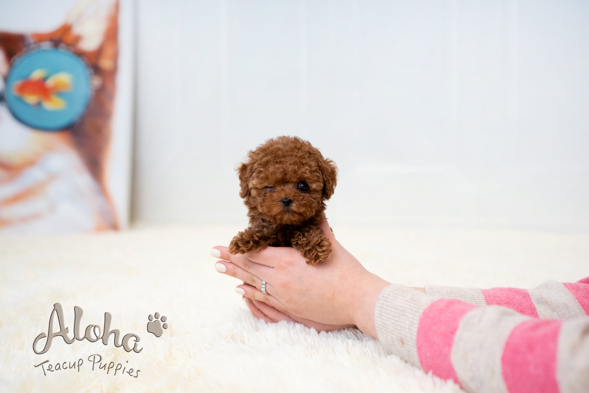 Lina [TEACUP POODLE]