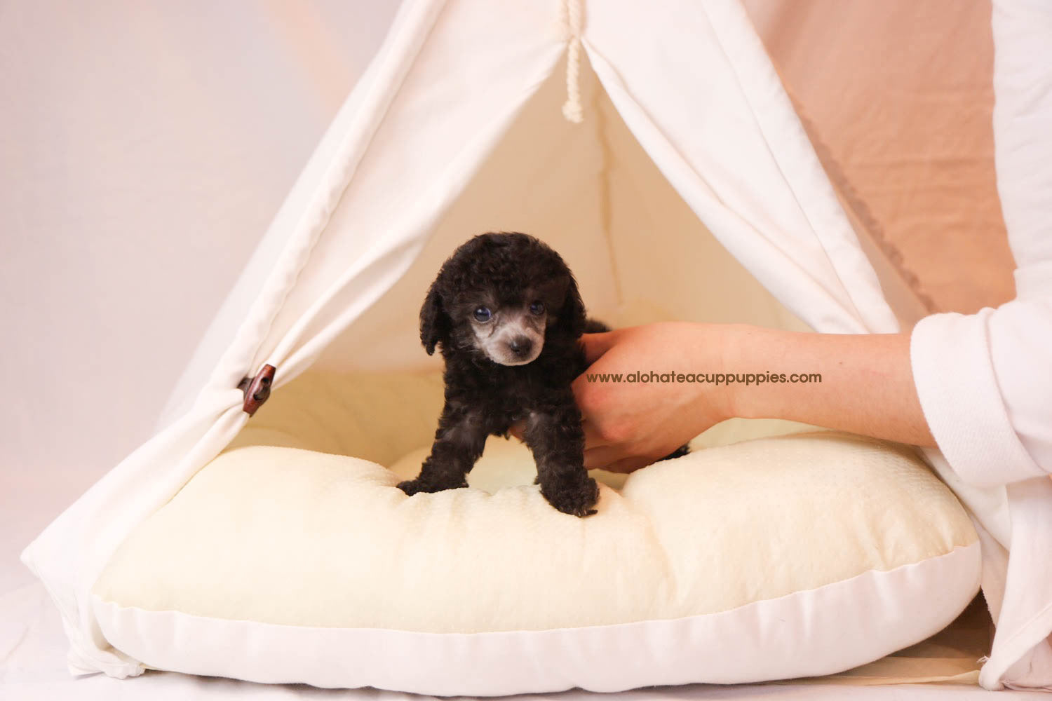 Peanut - [Poodle]