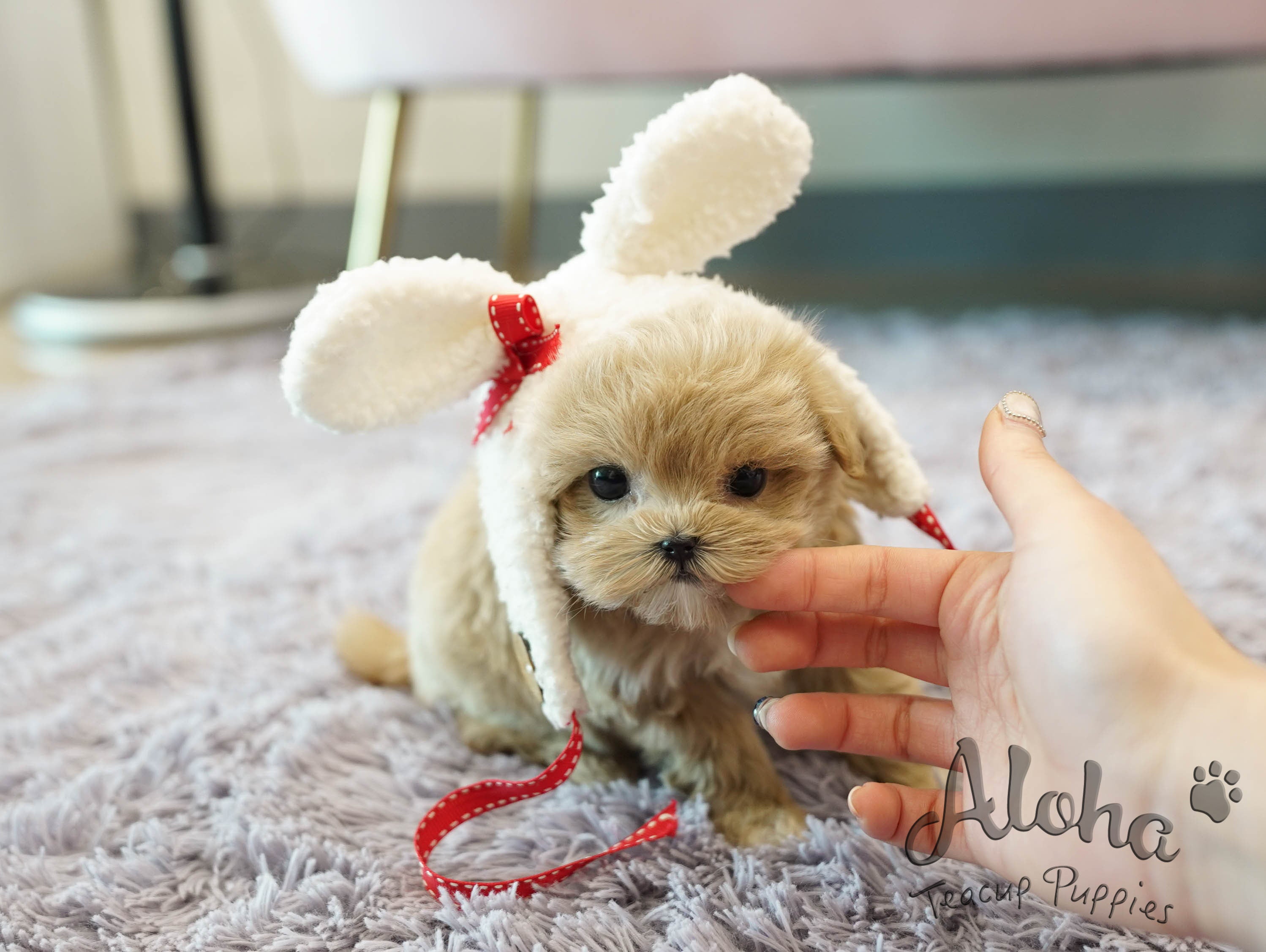Fiona [TEACUP MALTIPOO]