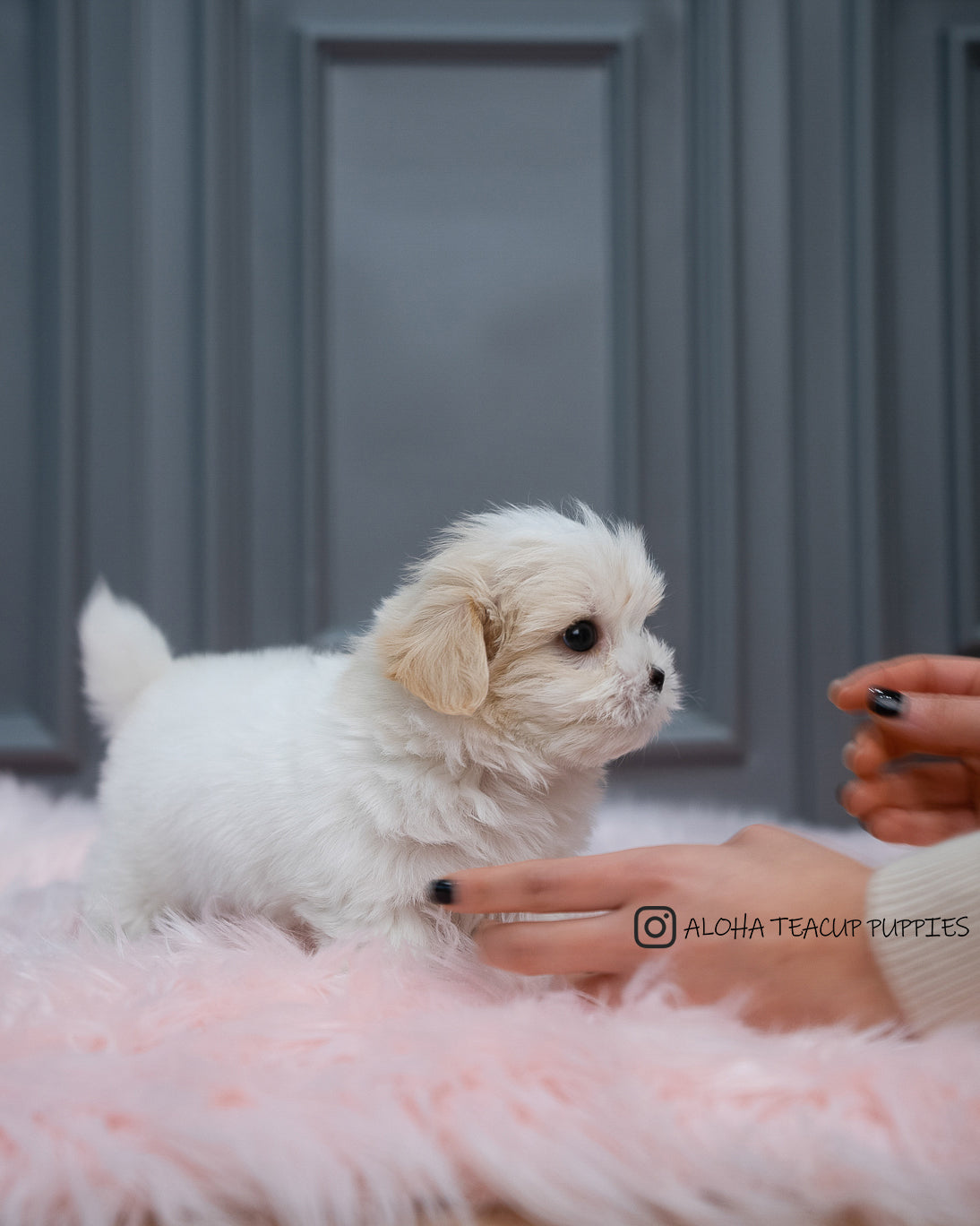 Austin [Mini Coton De Tulear]