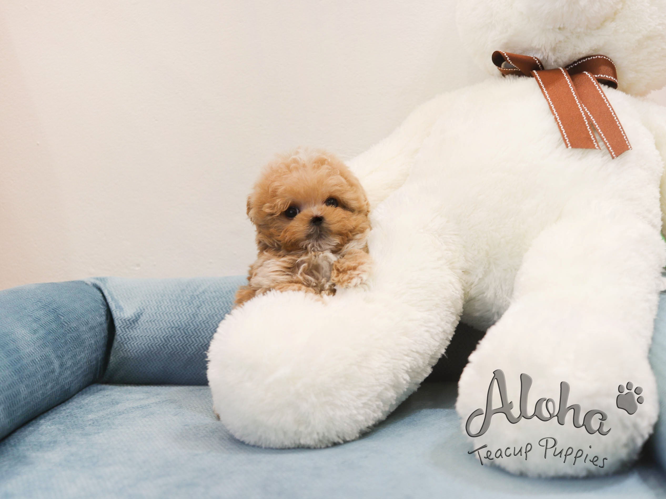 Butter [TEACUP MALTIPOO]