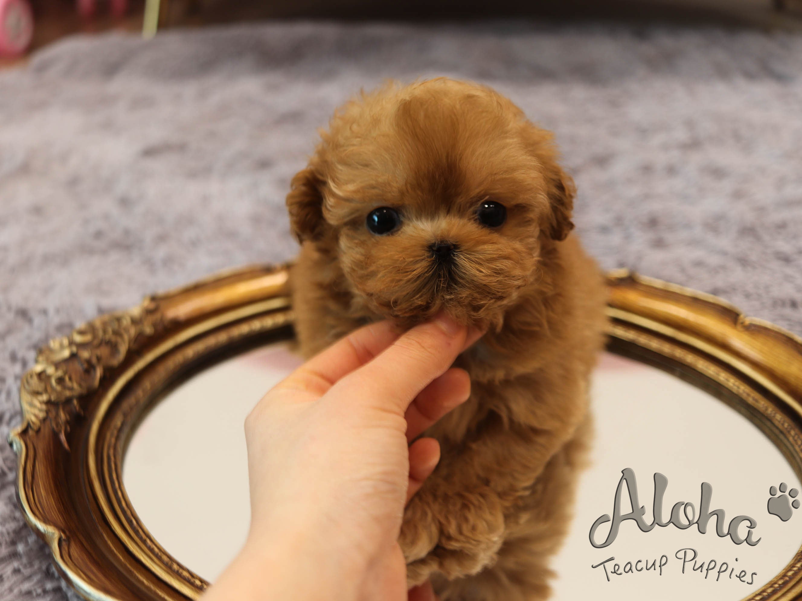 Kitkat [TEACUP Maltipoo]