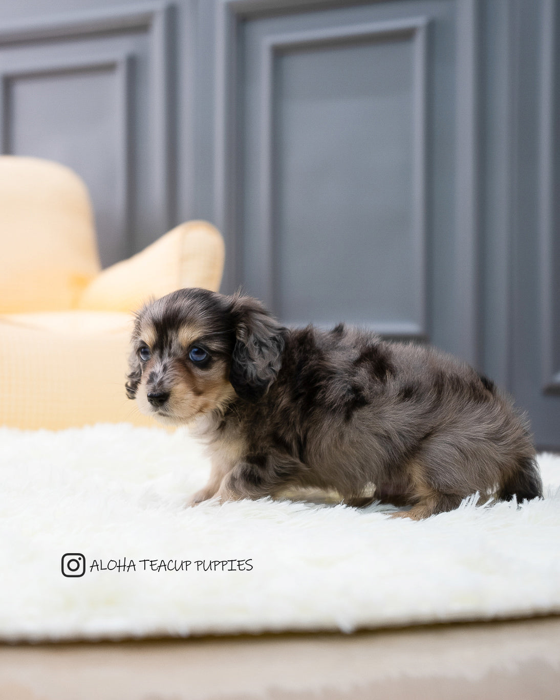 Hush [TEACUP DACHSHUND]