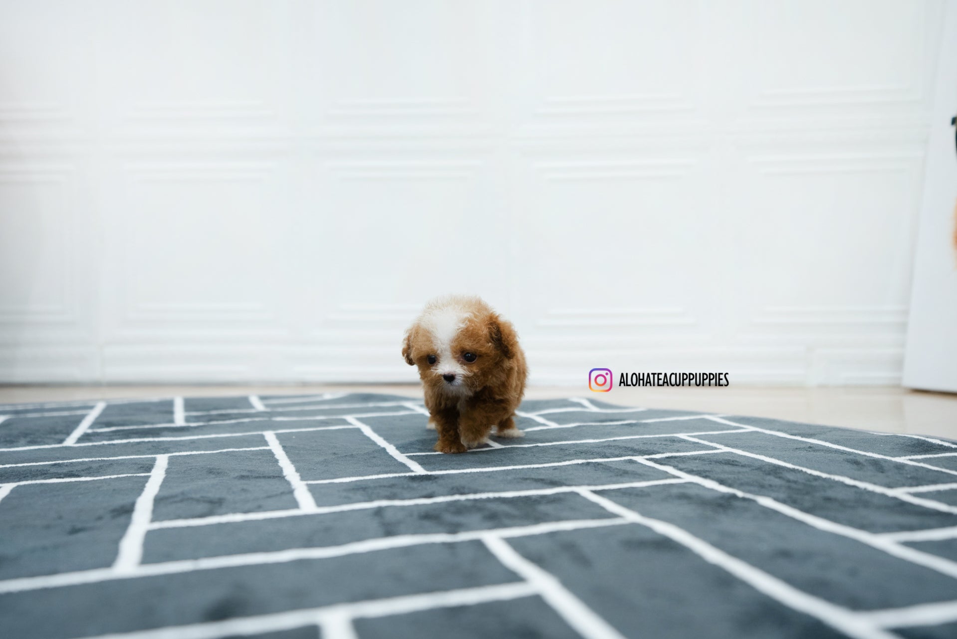 Ezra [POODLE]