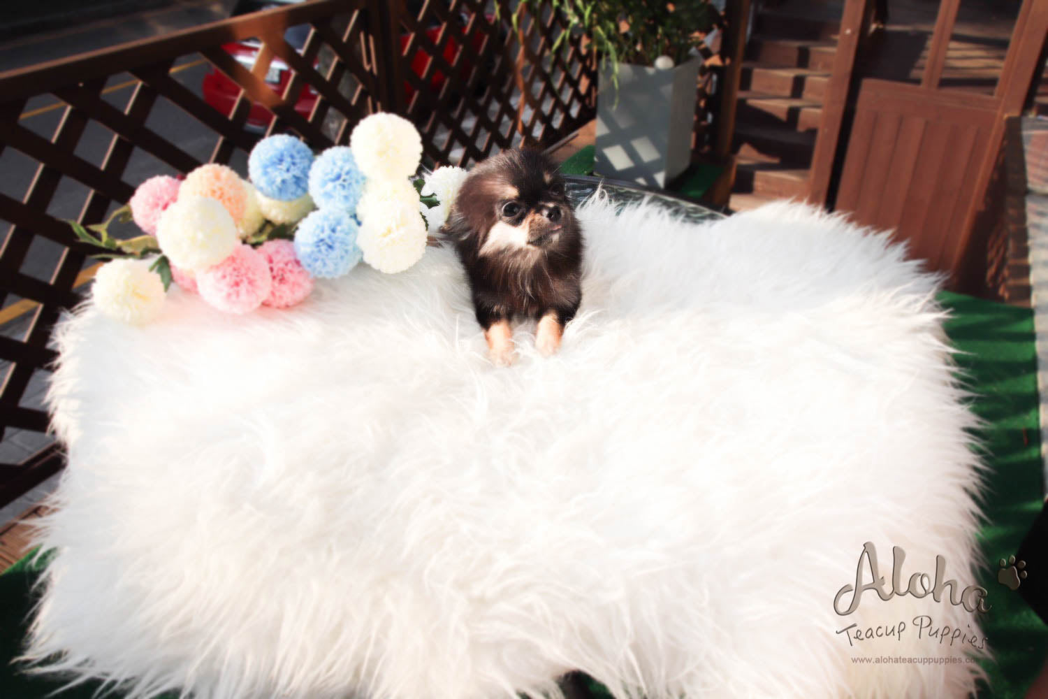 Aries - [Chihuahua]